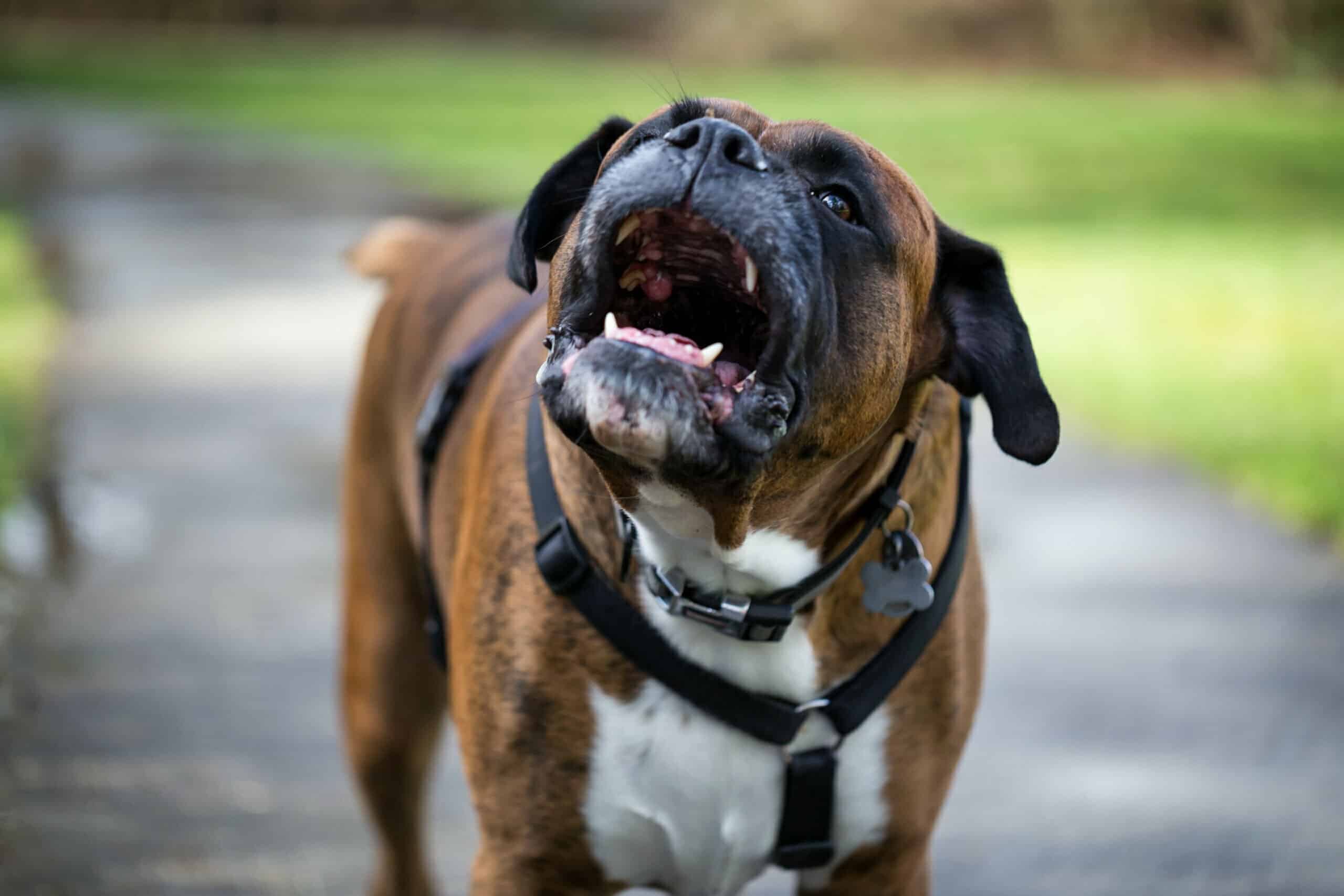 Brindle Boxer in a harness with its head raised Brindle Boxer in a harness with its head raised