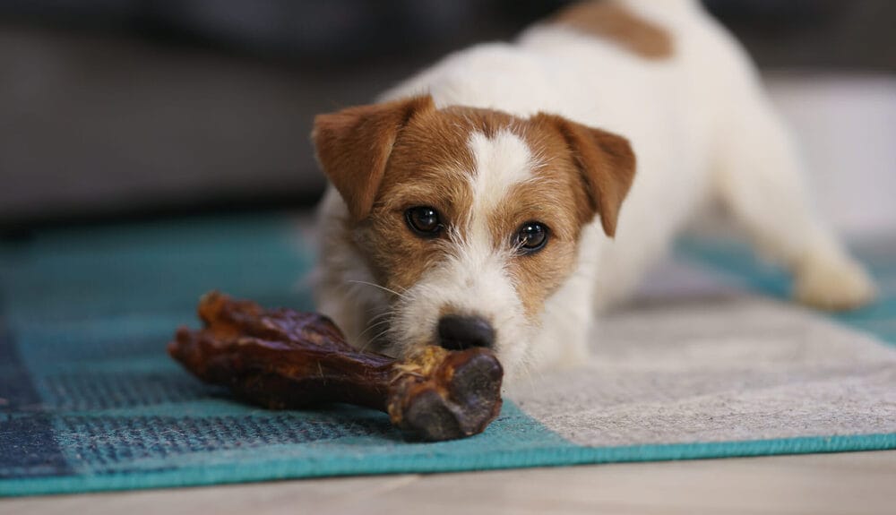 Why Do Dogs Bring Their Food To The Carpet Why Do Dogs Bring Their Food To The Carpet