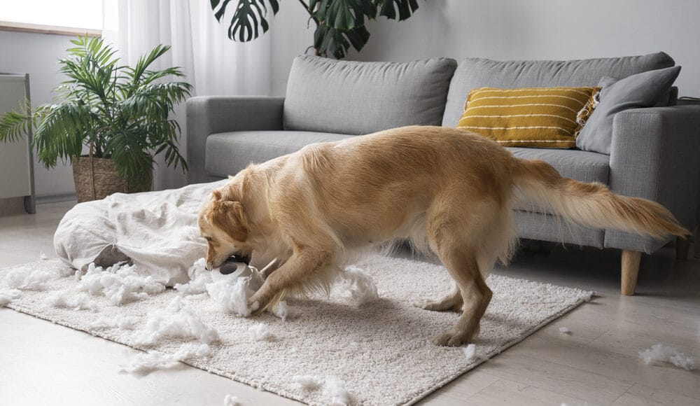 Understand Why Understand Why