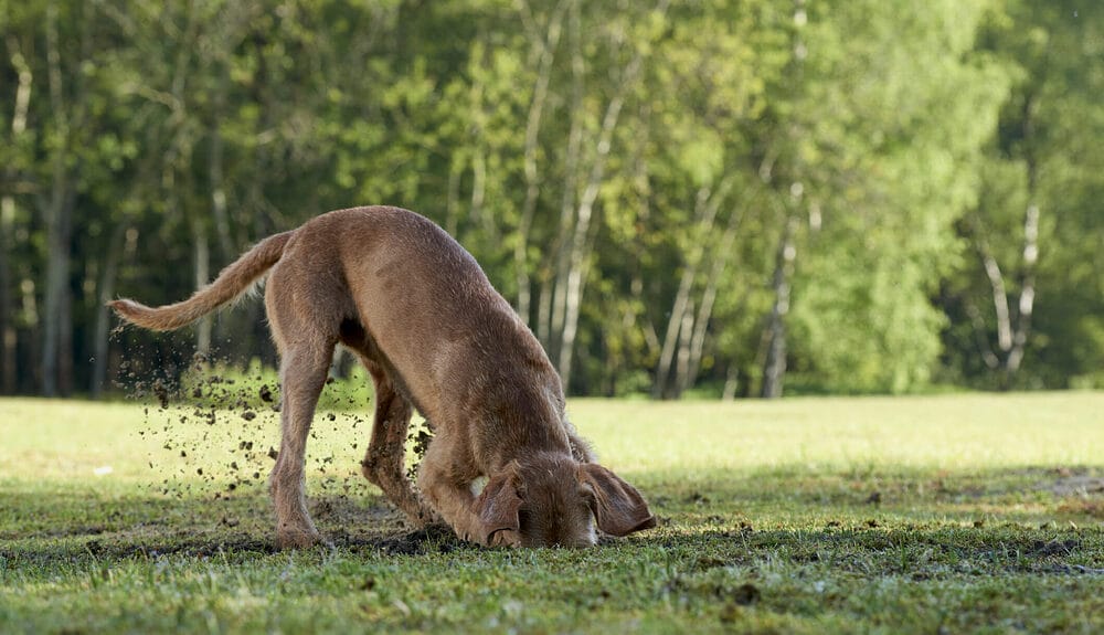 Why Do Dogs Scratch Their Beds Before Lying Down? Why Do Dogs Scratch Their Beds Before Lying Down?