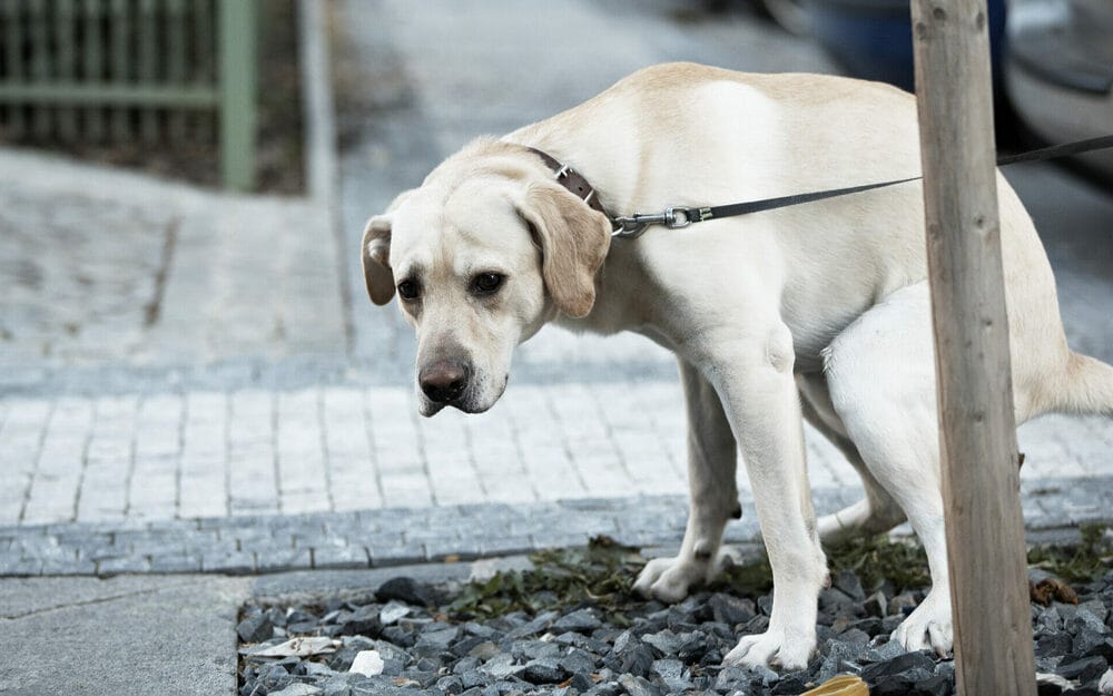 The root cause of the sniffing before pooping The root cause of the sniffing before pooping