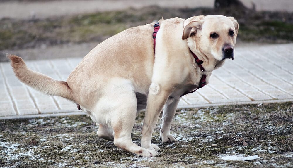 Marking Their Territory with dog poop Marking Their Territory with dog poop