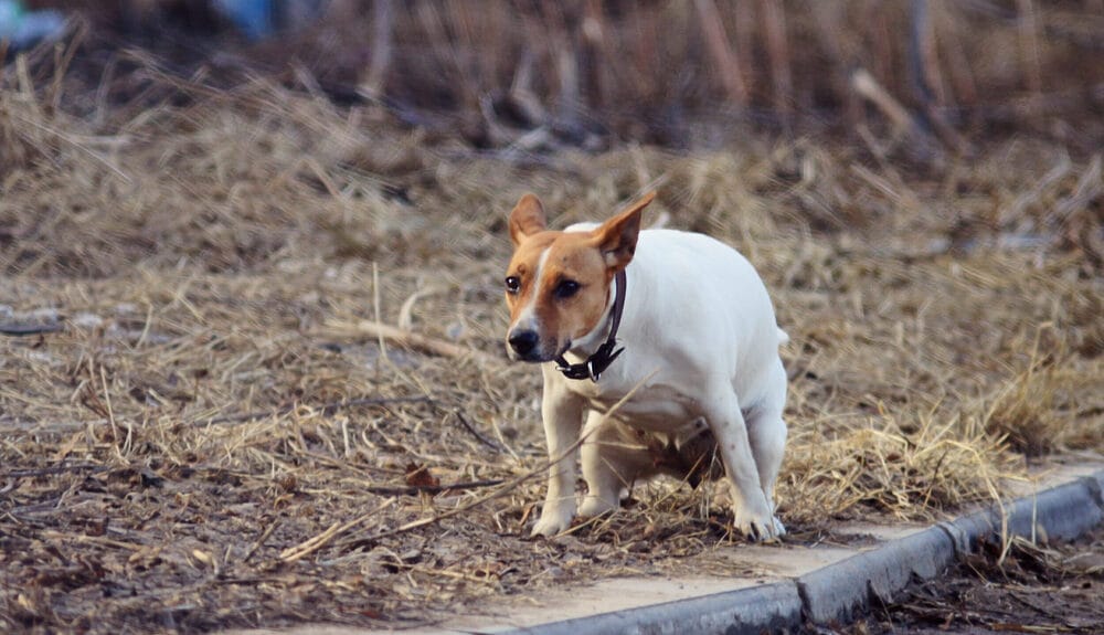Communication via dog poop Communication via dog poop