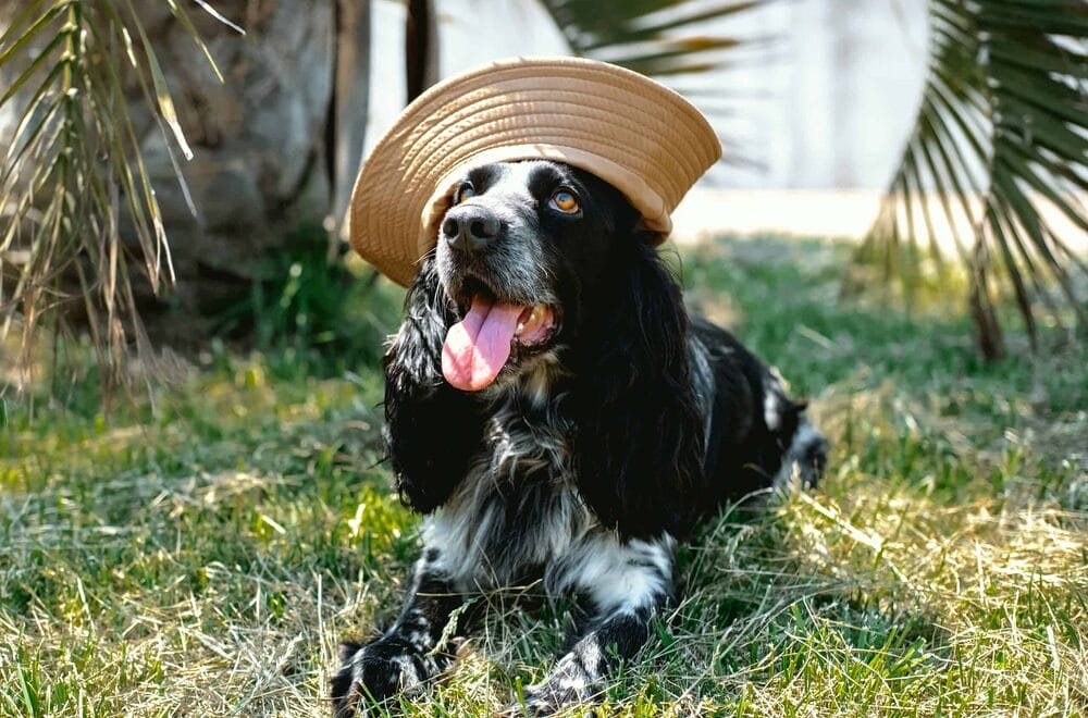 Dog pants because of overheating Dog pants because of overheating