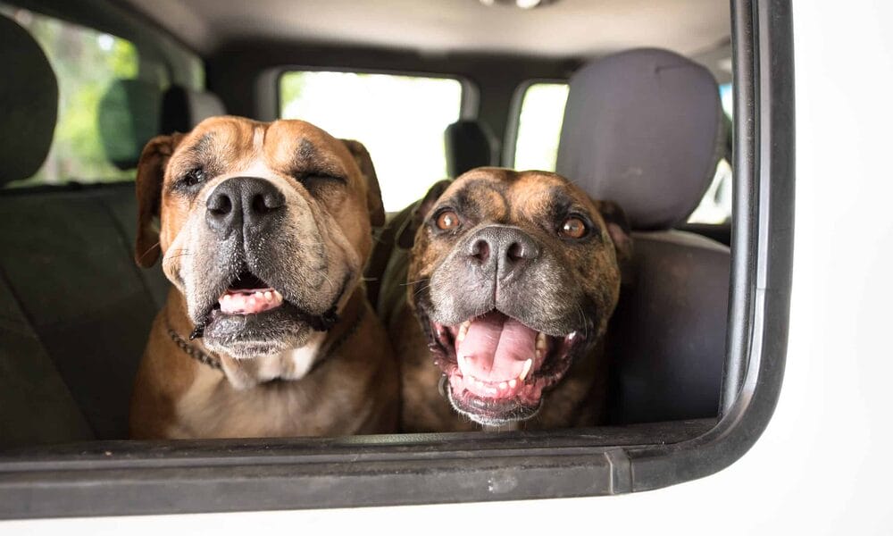 Do dogs pant when they are happy? Do dogs pant when they are happy?