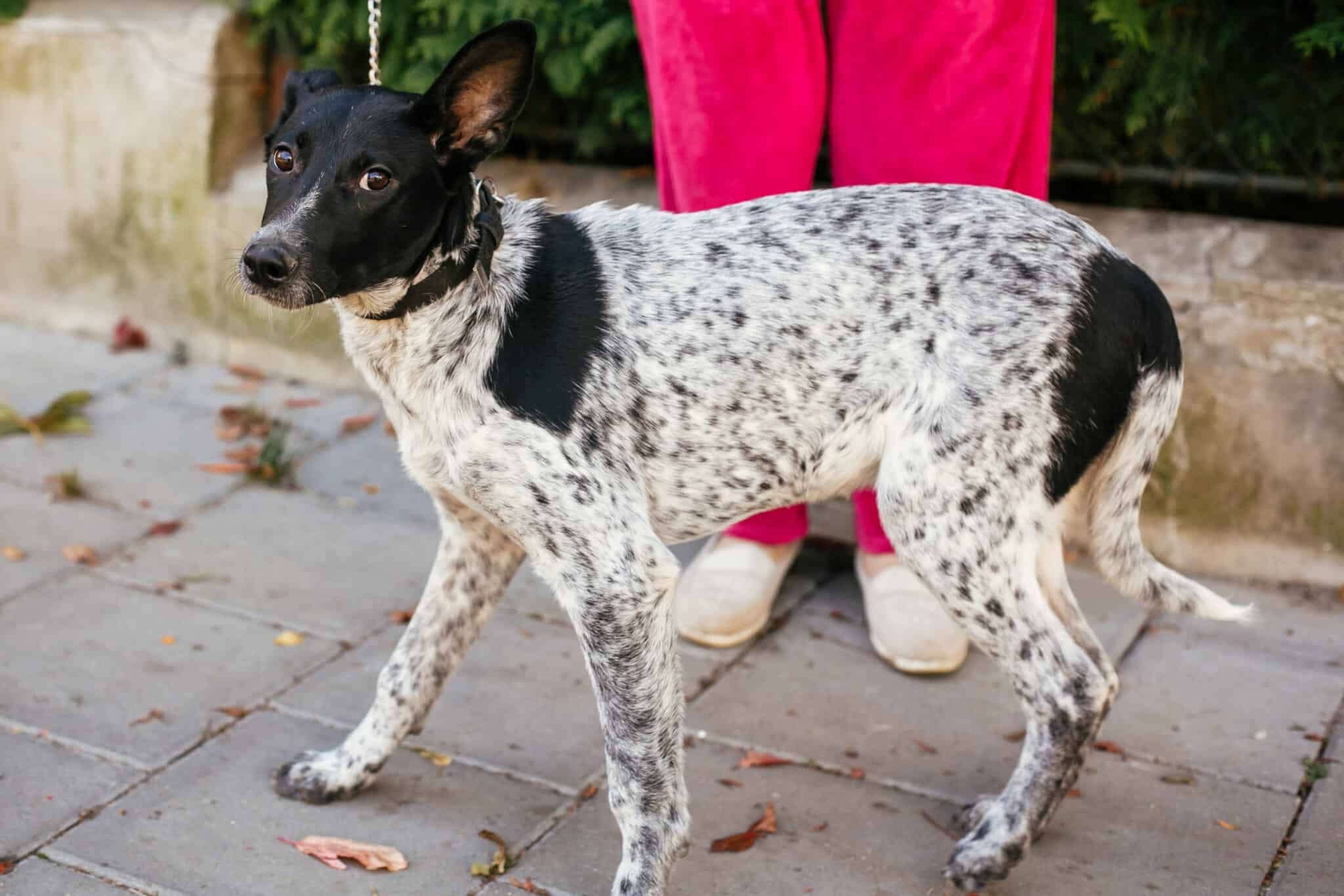 Common questions about fear of bug zaper