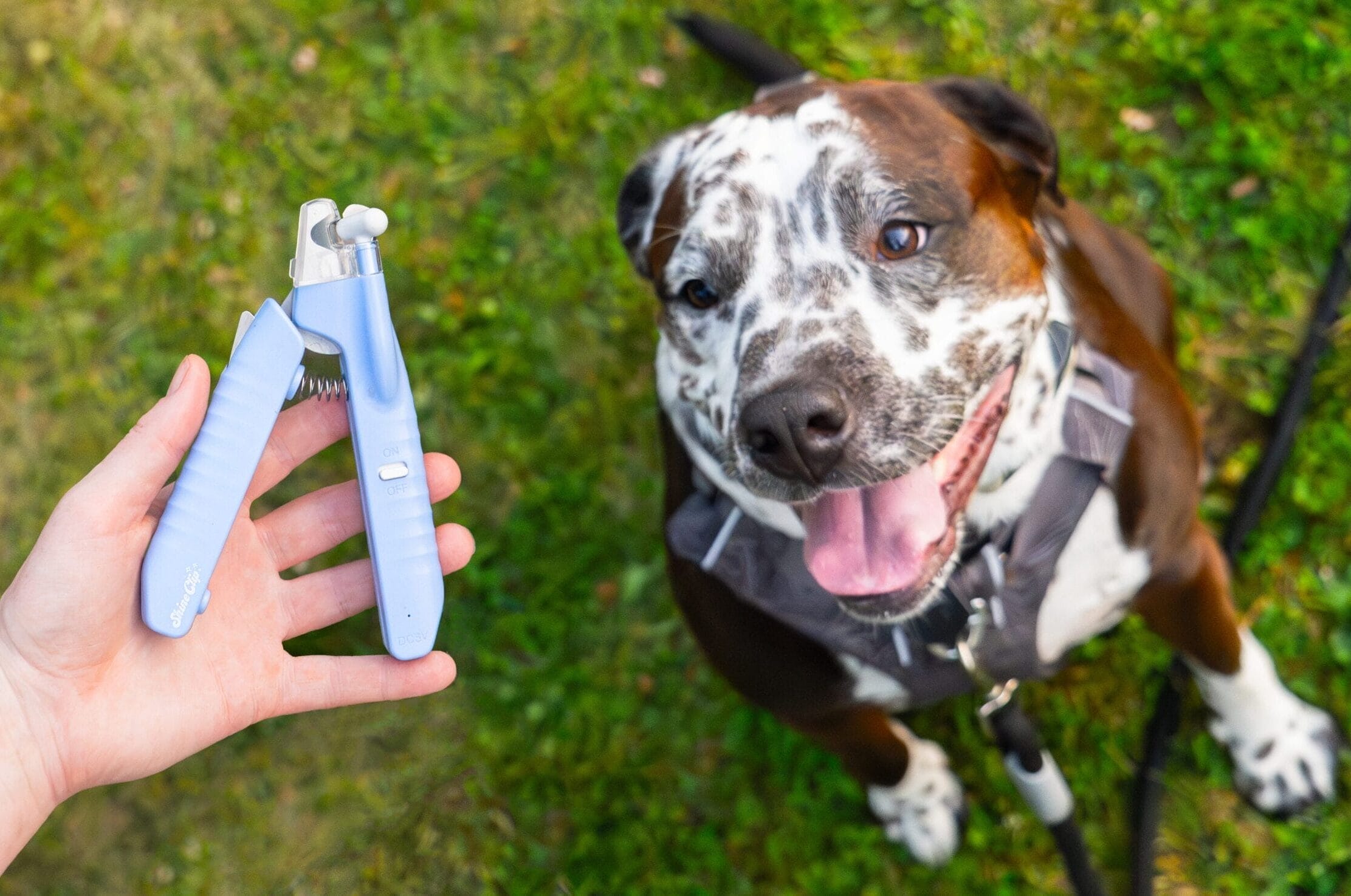 5 Best Dog Nail Clippers With Sensor (2026 Updated List)
