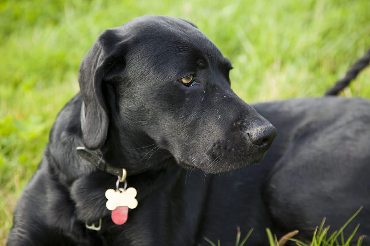 5 Best Personalized Dog Tags For Your Dog!