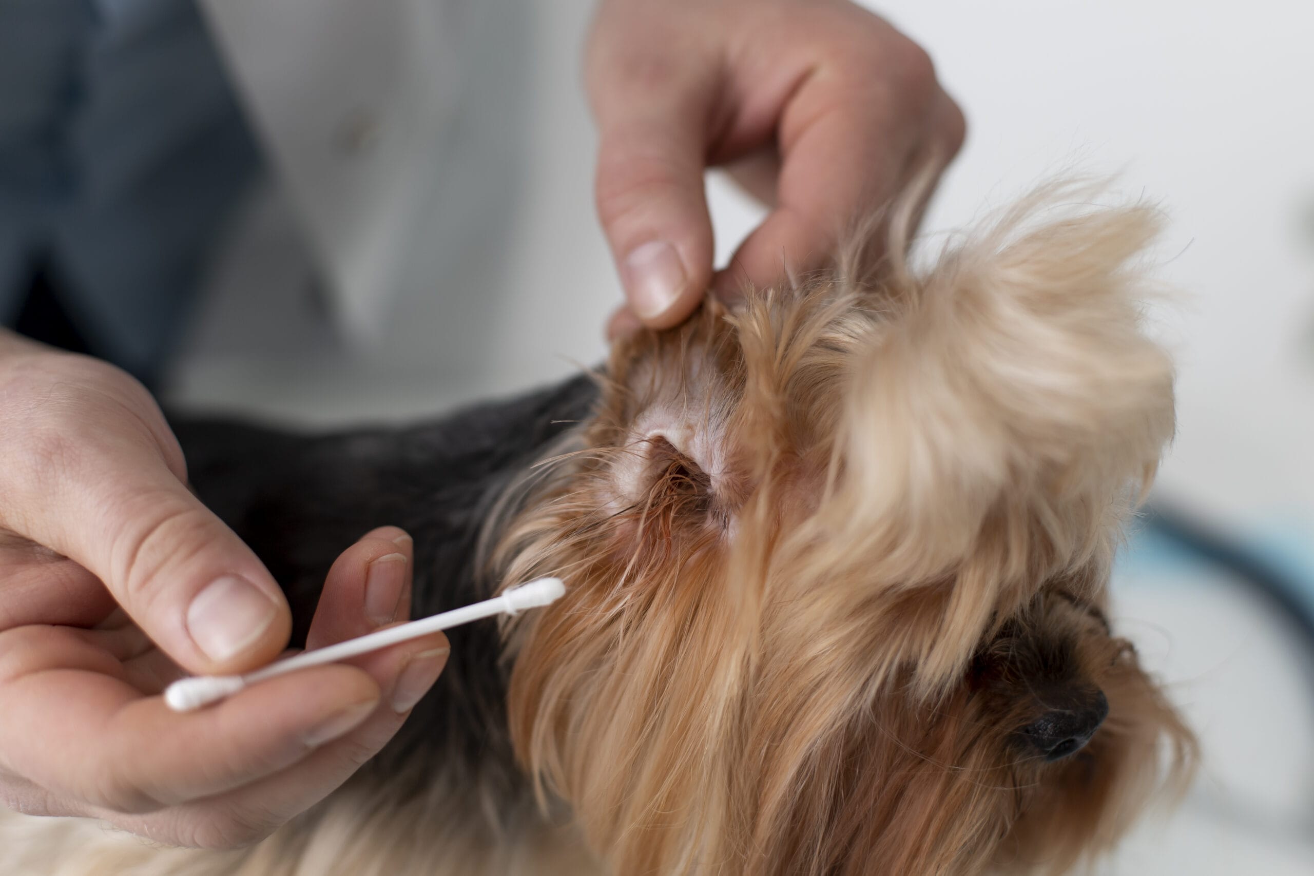 3 Best Q-tips for Dog Ear-Cleaning In 2026