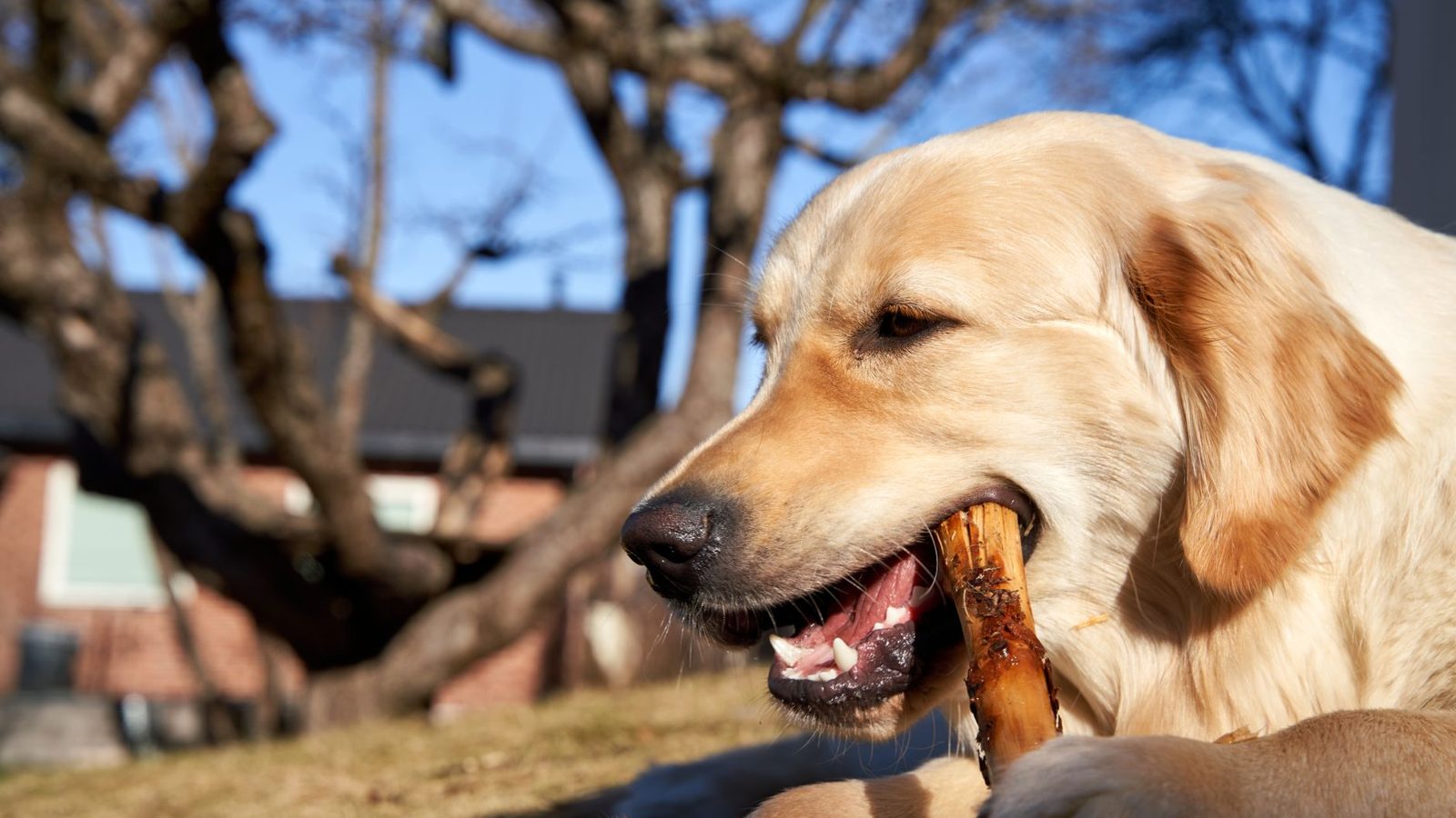 Are Bully Sticks Safe for Dogs? Risks, Rules and 5 Best Bully Sticks
