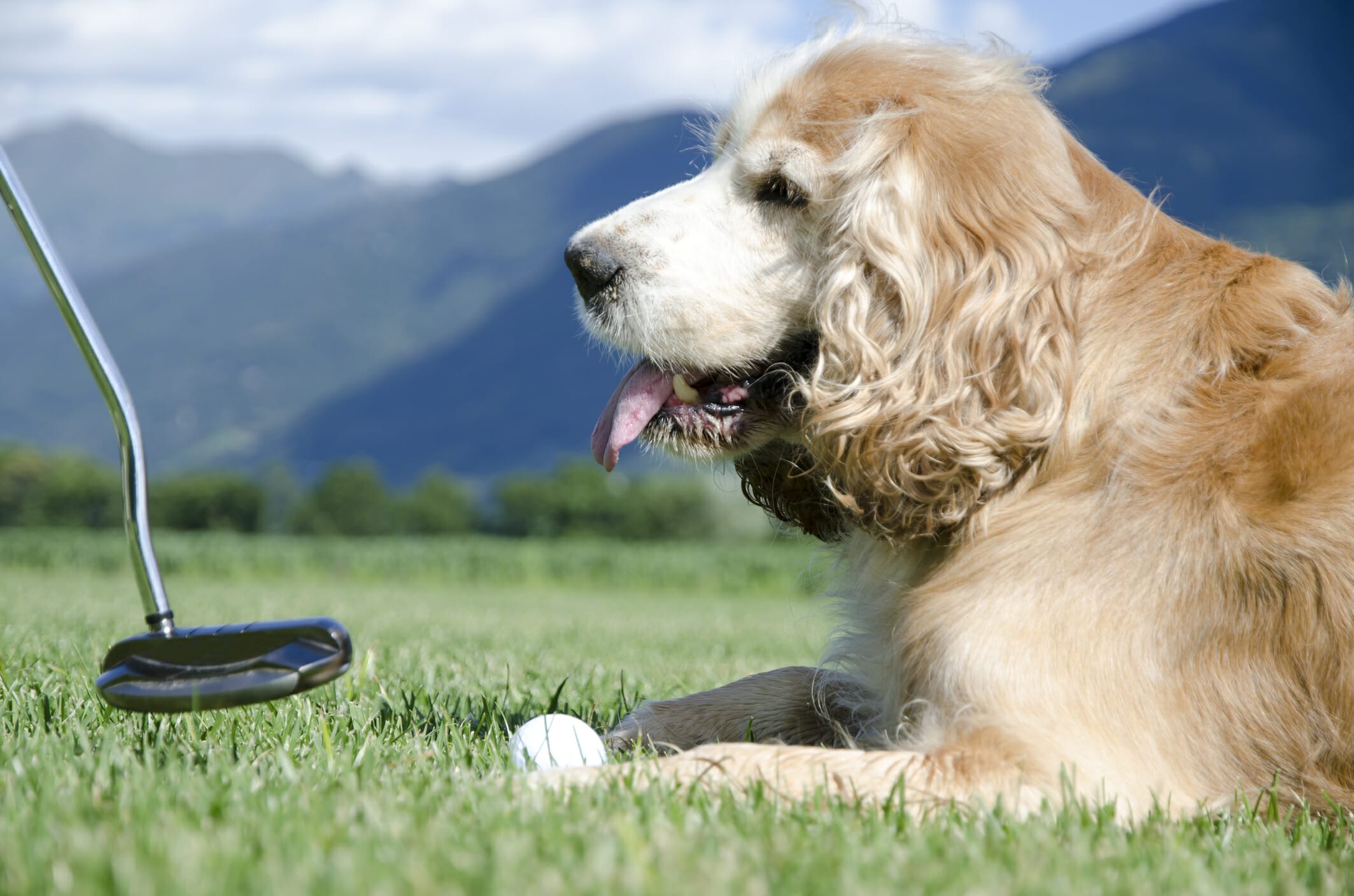 Are dogs allowed on golf courses? 10 Dog-friendly golf courses in the US!