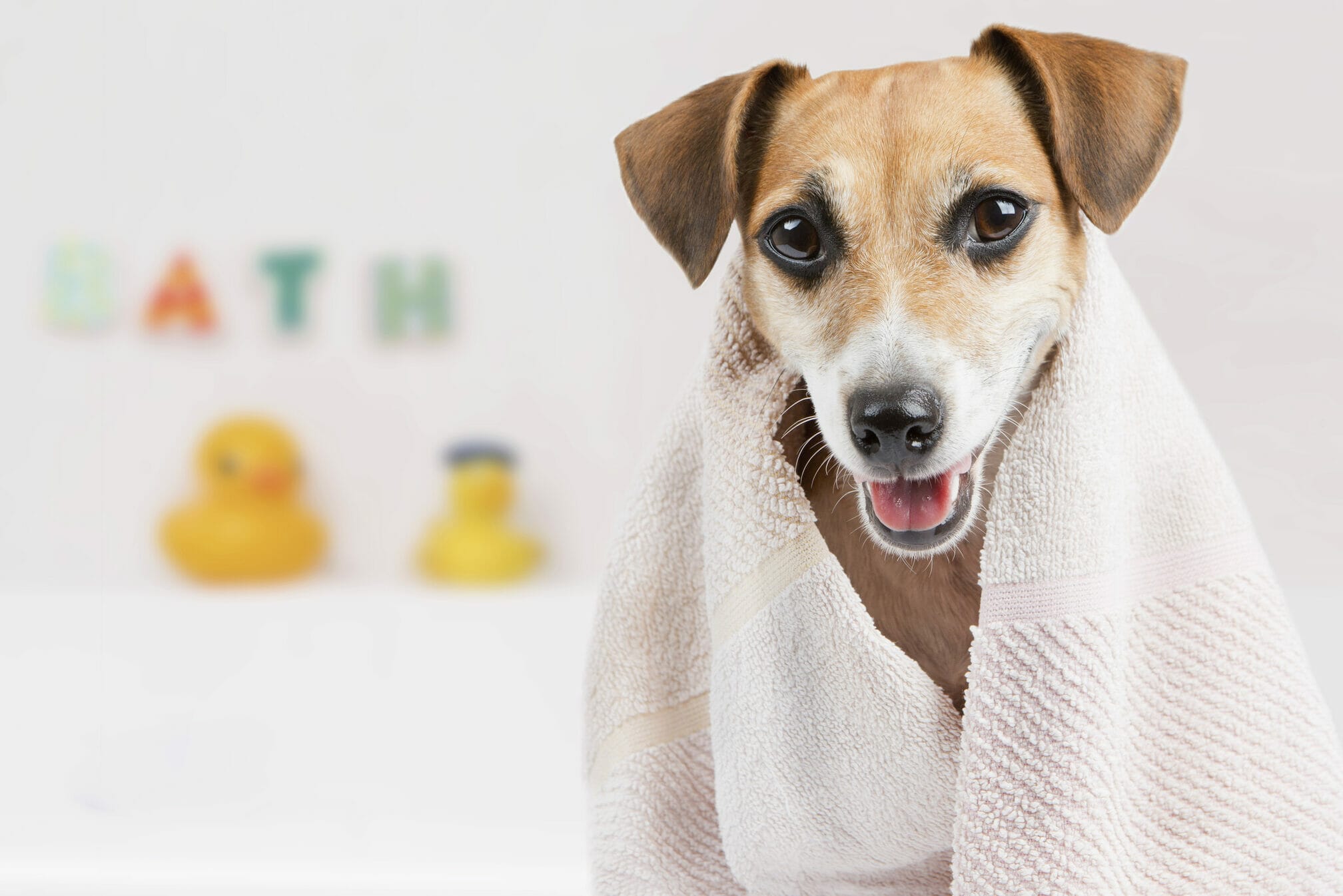 Bath Bombs For Dogs: Make Bath Time Fun!
