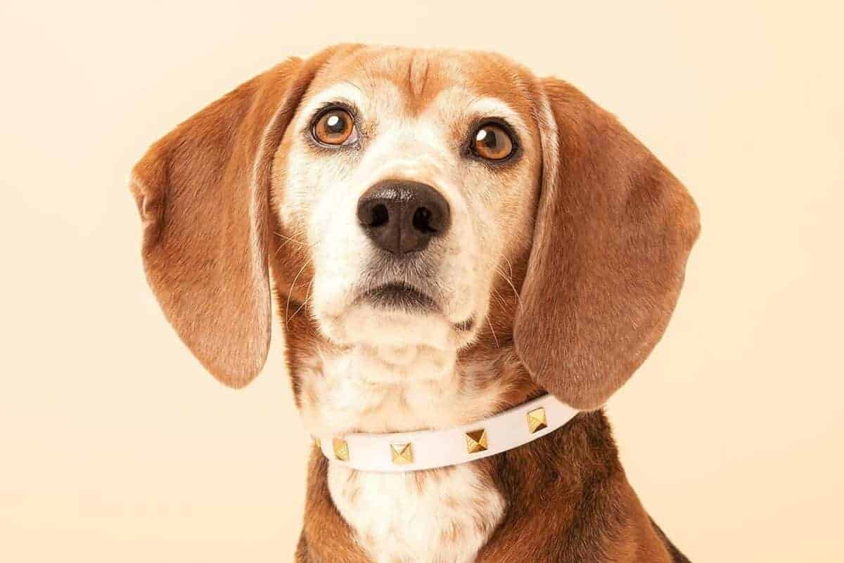 5 best beaded dog collars in 2026