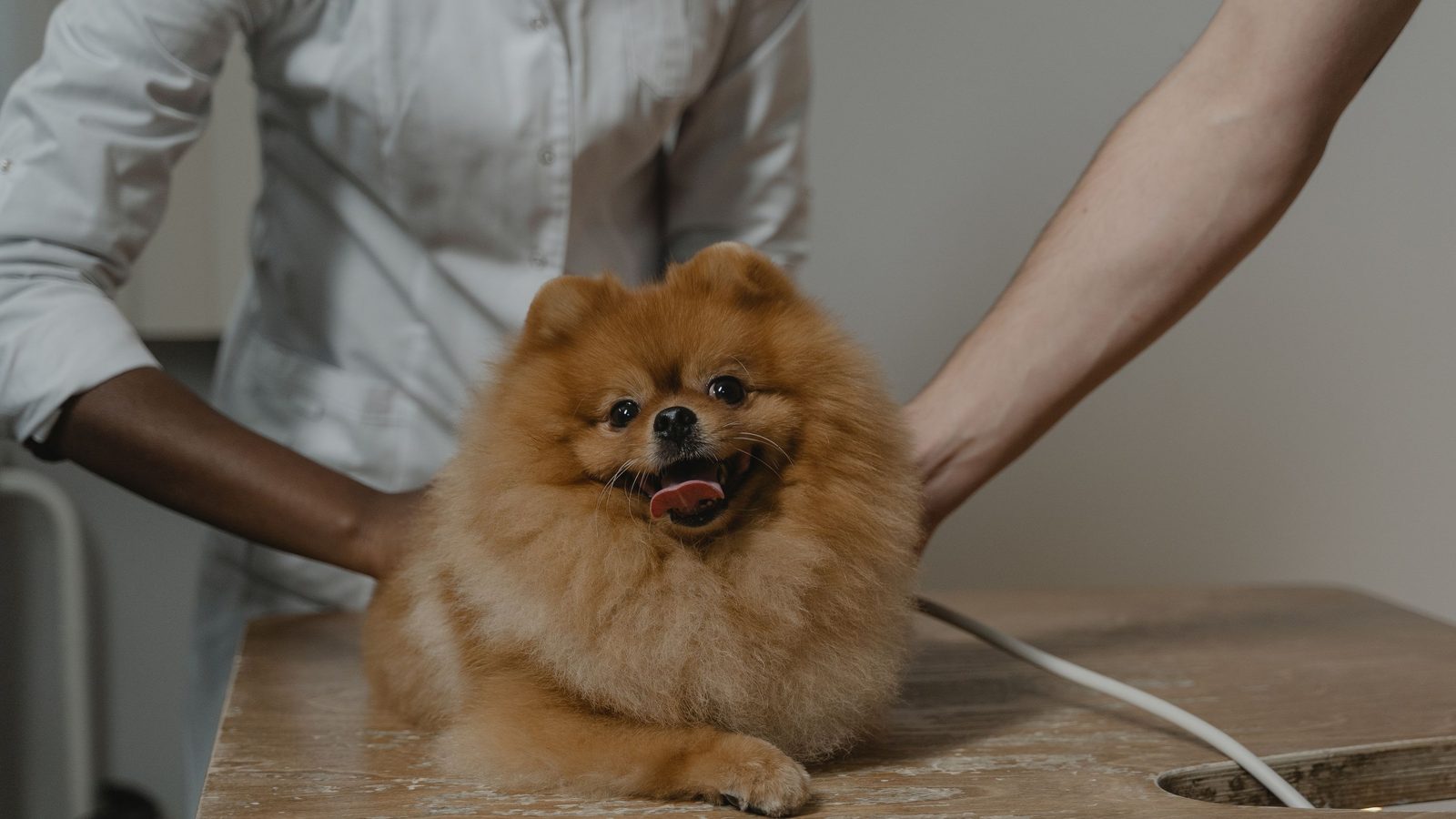 Best Anal Gland Supplements for Dogs: 6 Picks for Scooting (2026)