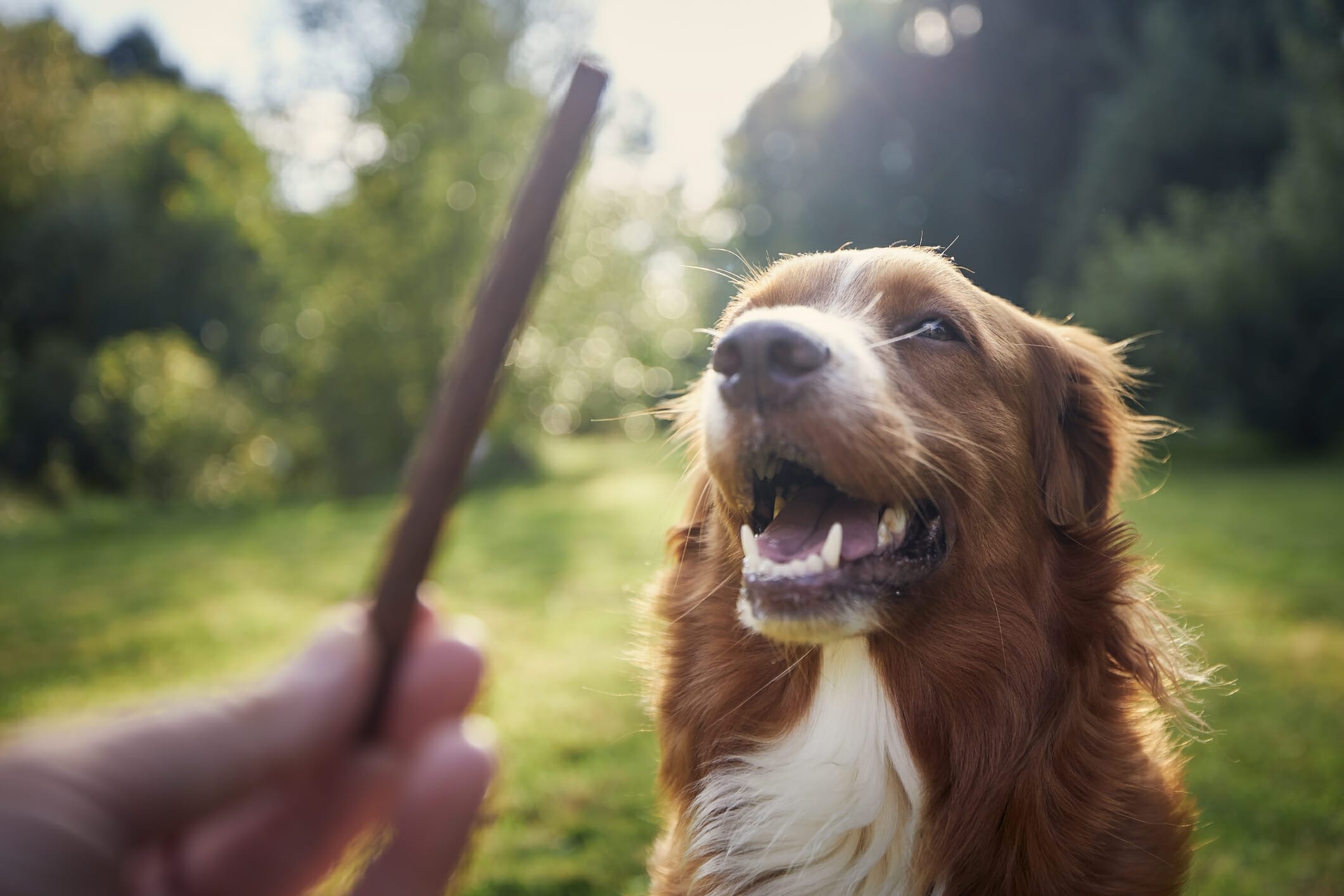 5 Best Chicken Dog Treats That Are Delicious!