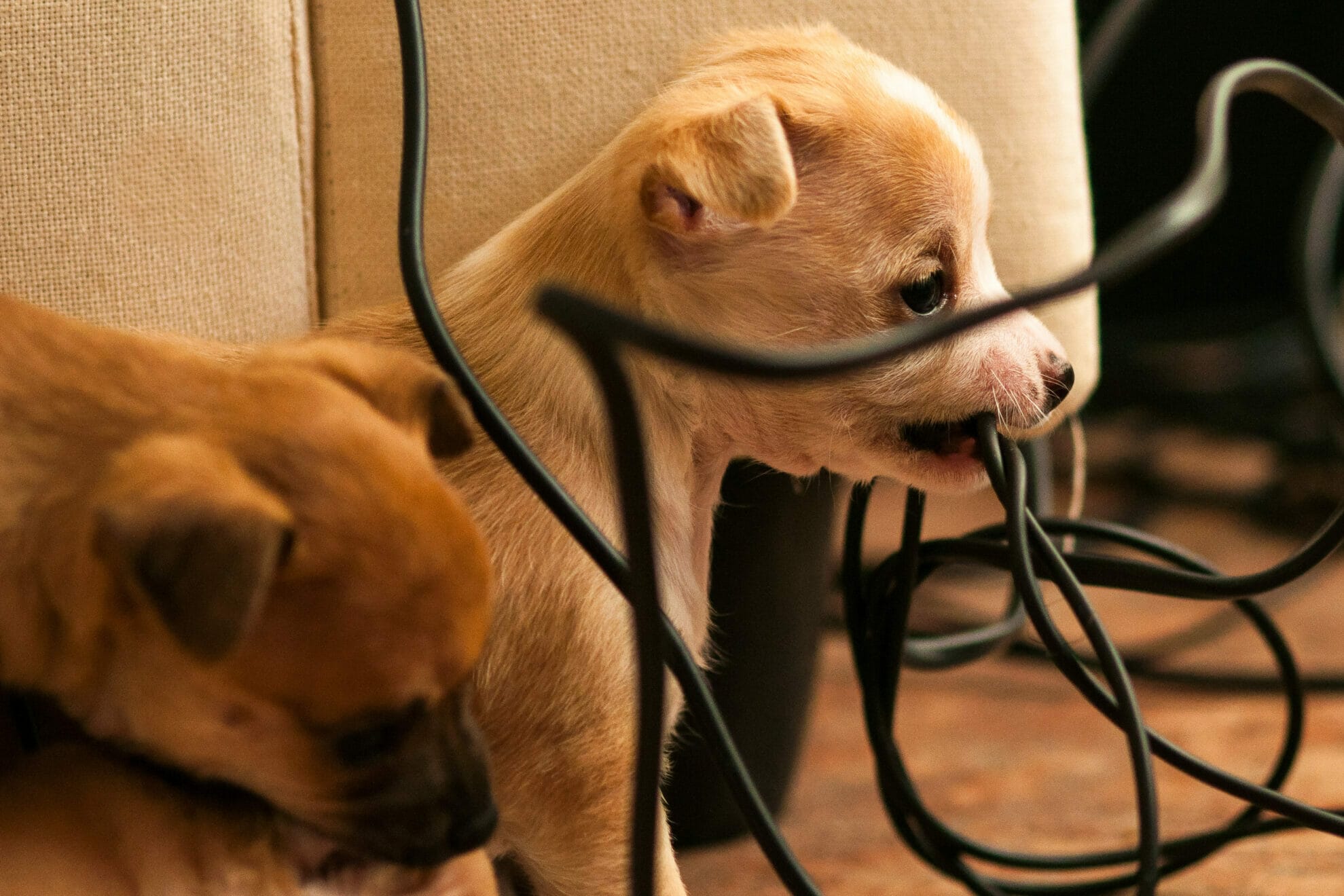 5 Best Cord Protectors For Dogs (Best options in 2026!)