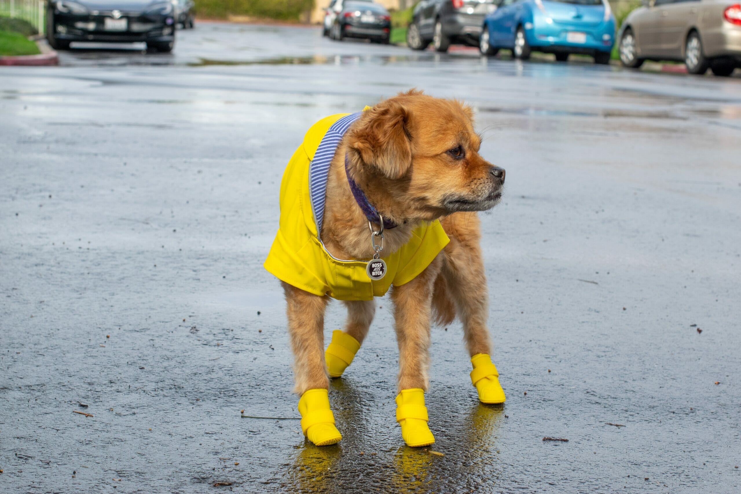 5 best dog boots for pets that drag their feet (2026 list)