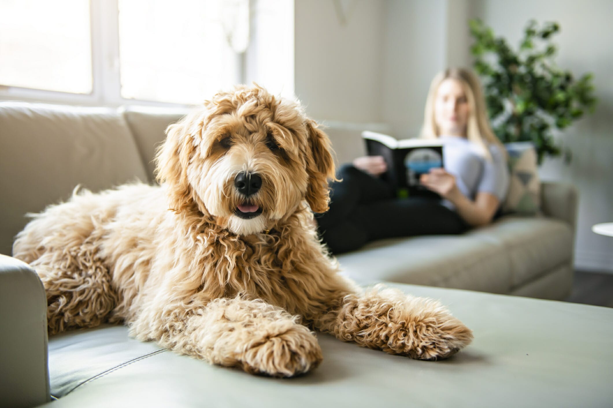 Best Dog Ramp For Couch: 5 Best Options In 2025