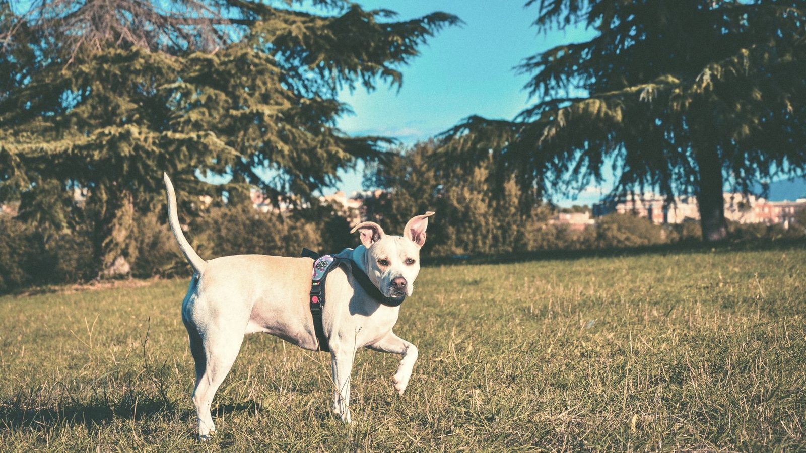 Pet-Safe Sunscreen for Dogs: The 6 Best Dog Sunscreens (2026)