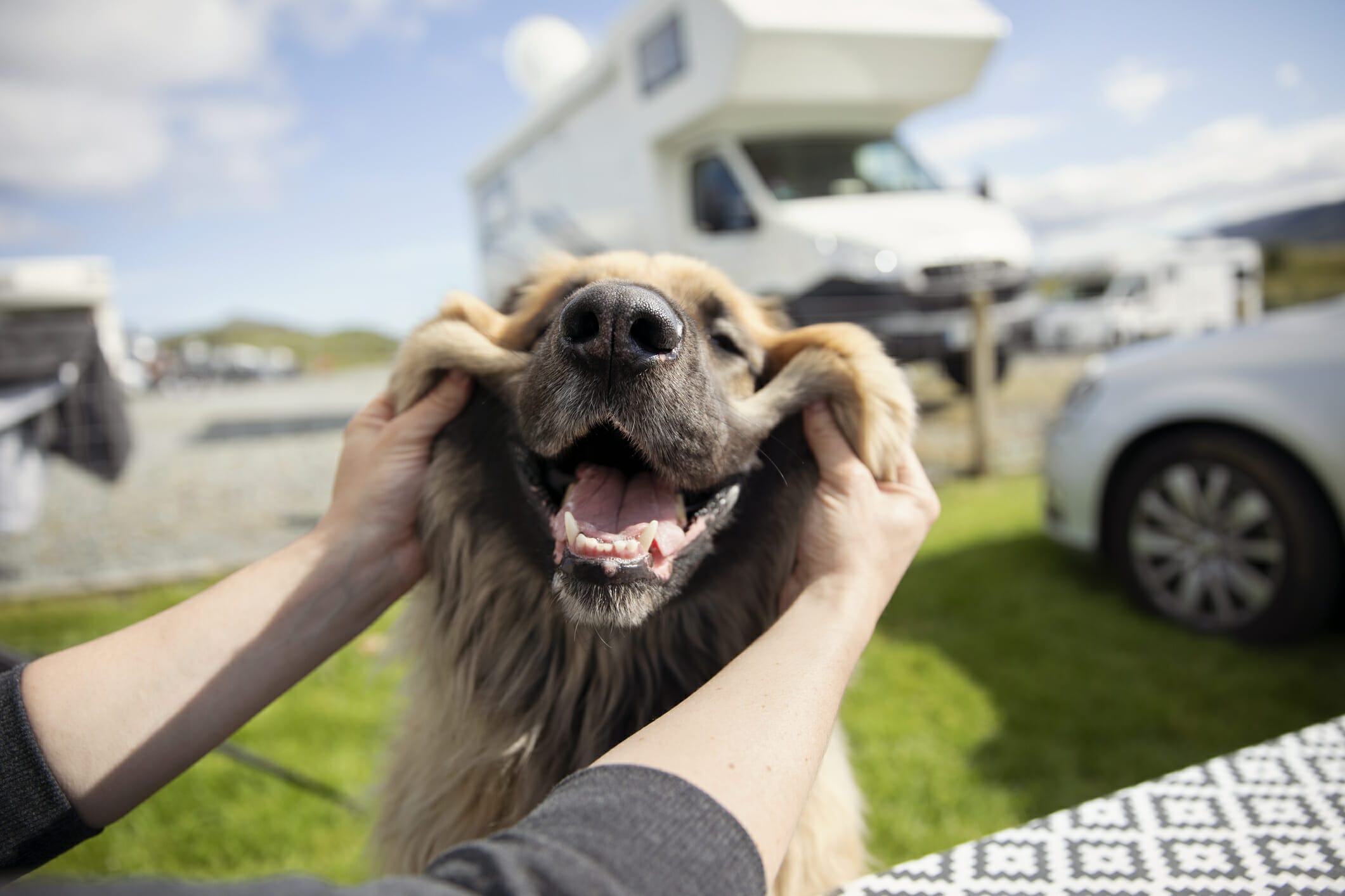 Best Dog Tie Out For Camping: 5 Best Options In 2026