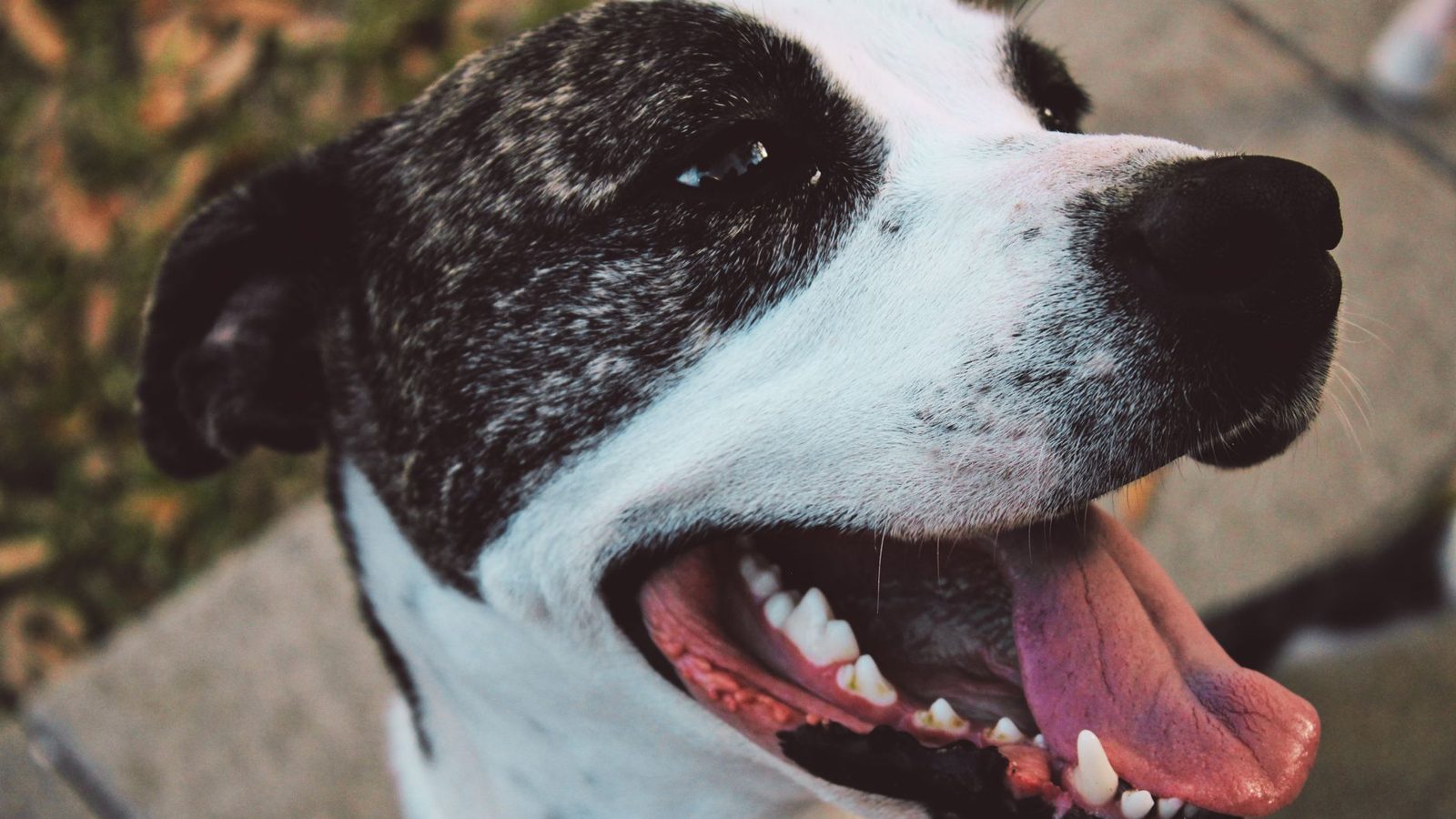 Safe Toothpaste for Dogs: The 5 Best Dog Toothpastes (2026)