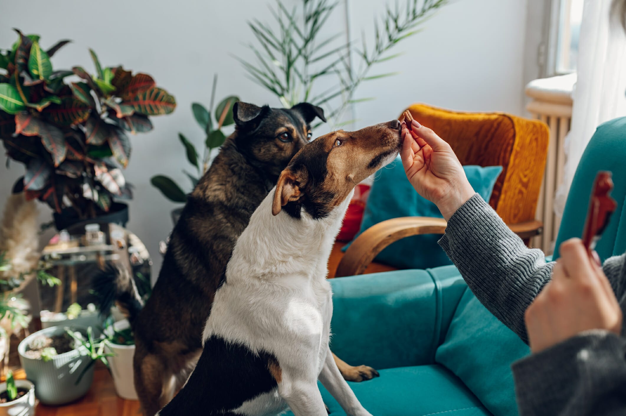 Best Dog Treats For Sensitive Stomachs: 5 Safe Options