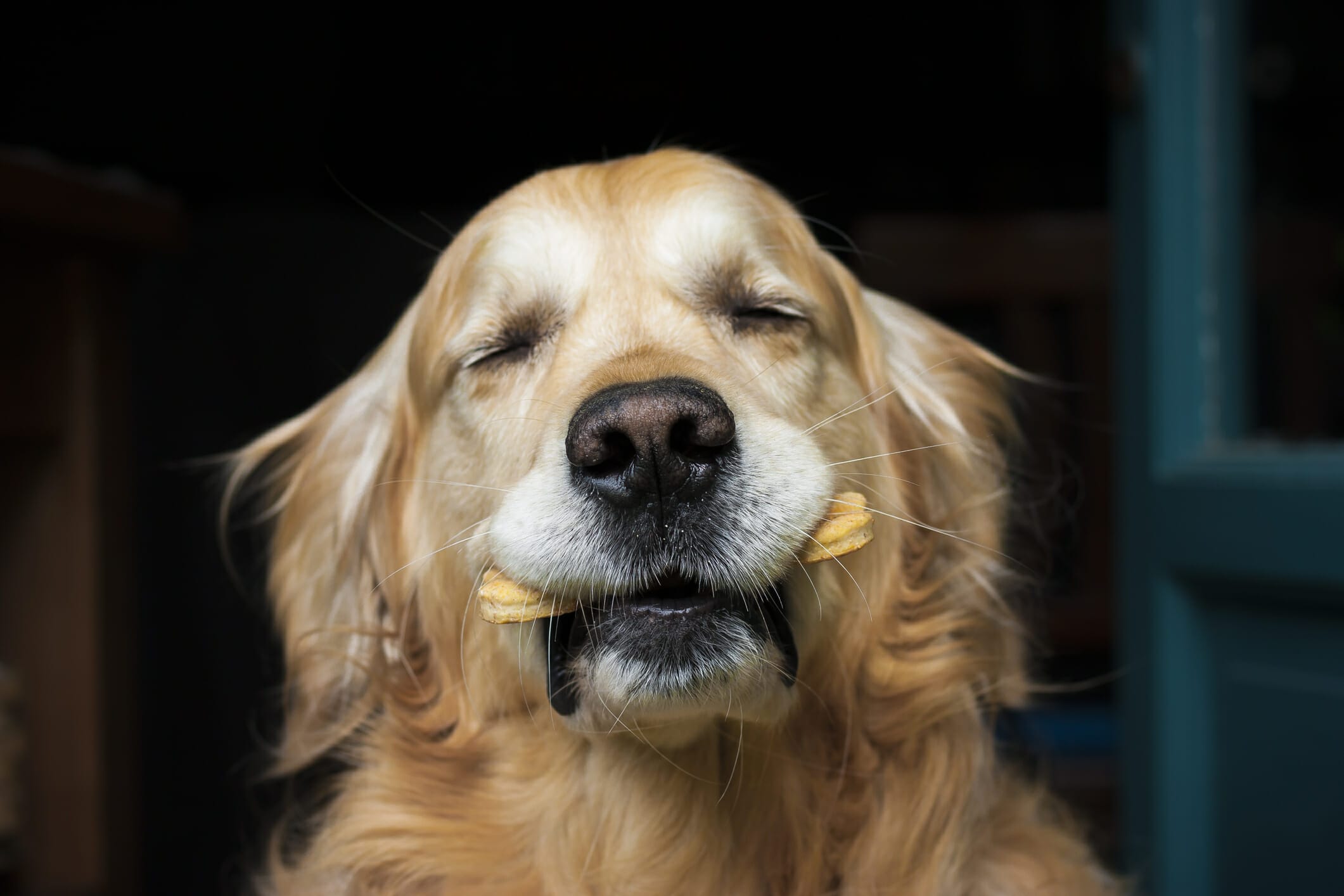 The Best Dog Treats In 2025: A Delicious Treat For Every Dog!