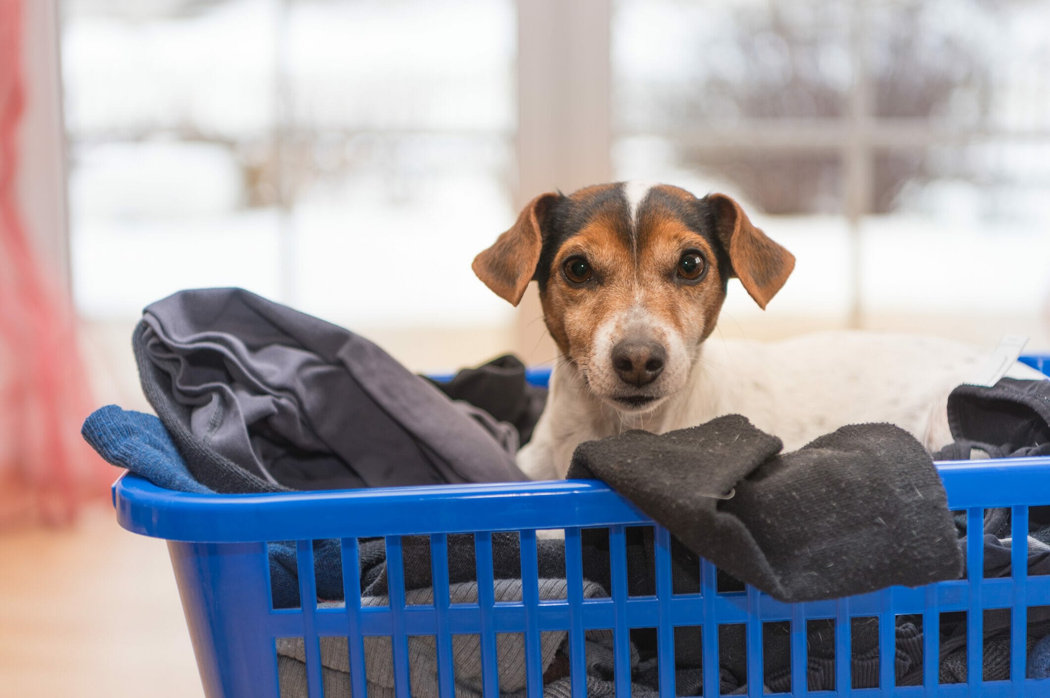 Best laundry detergent for dogs with allergies In 2026