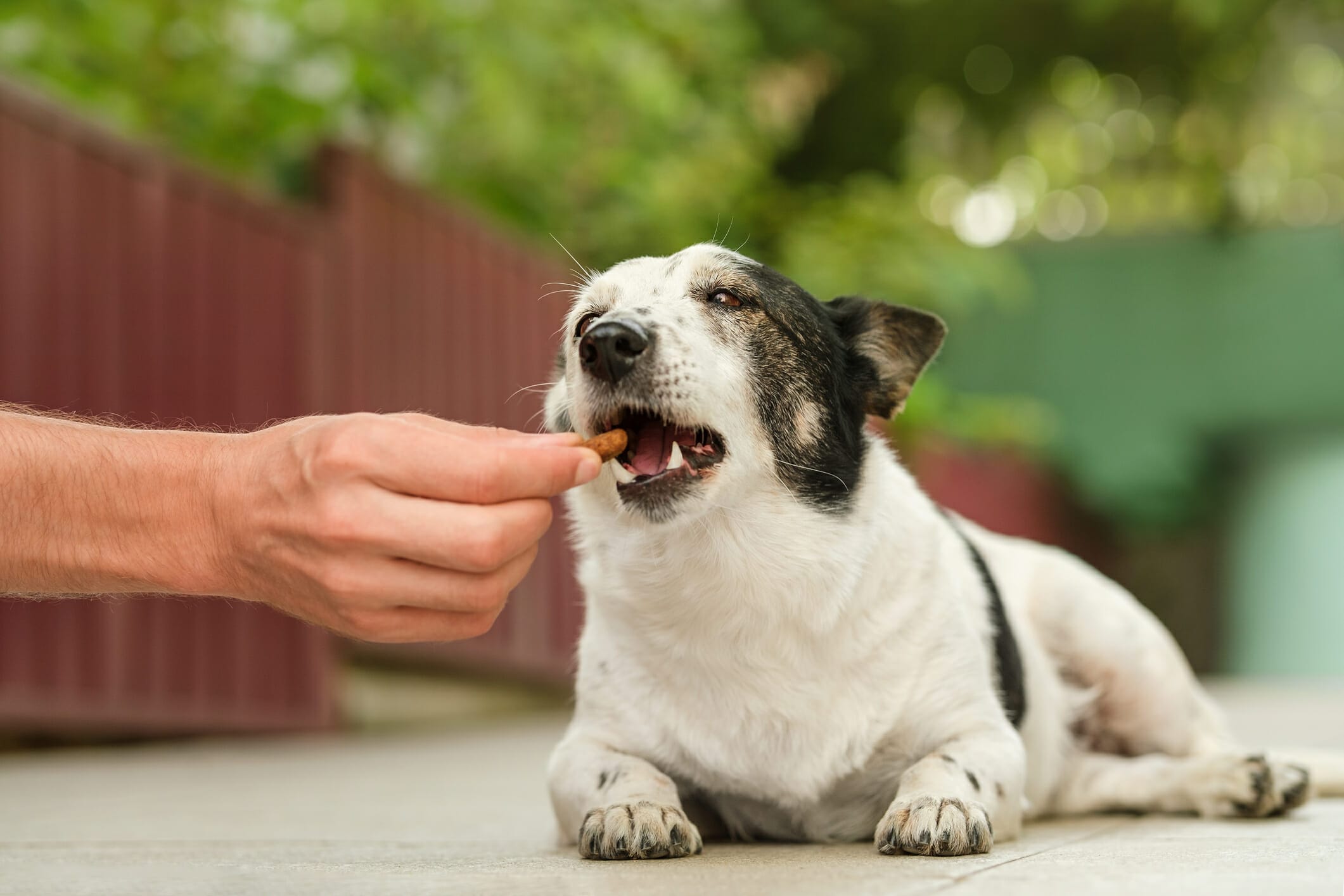 5 Best Soft Dog Treats For Older Dogs (In 2026)