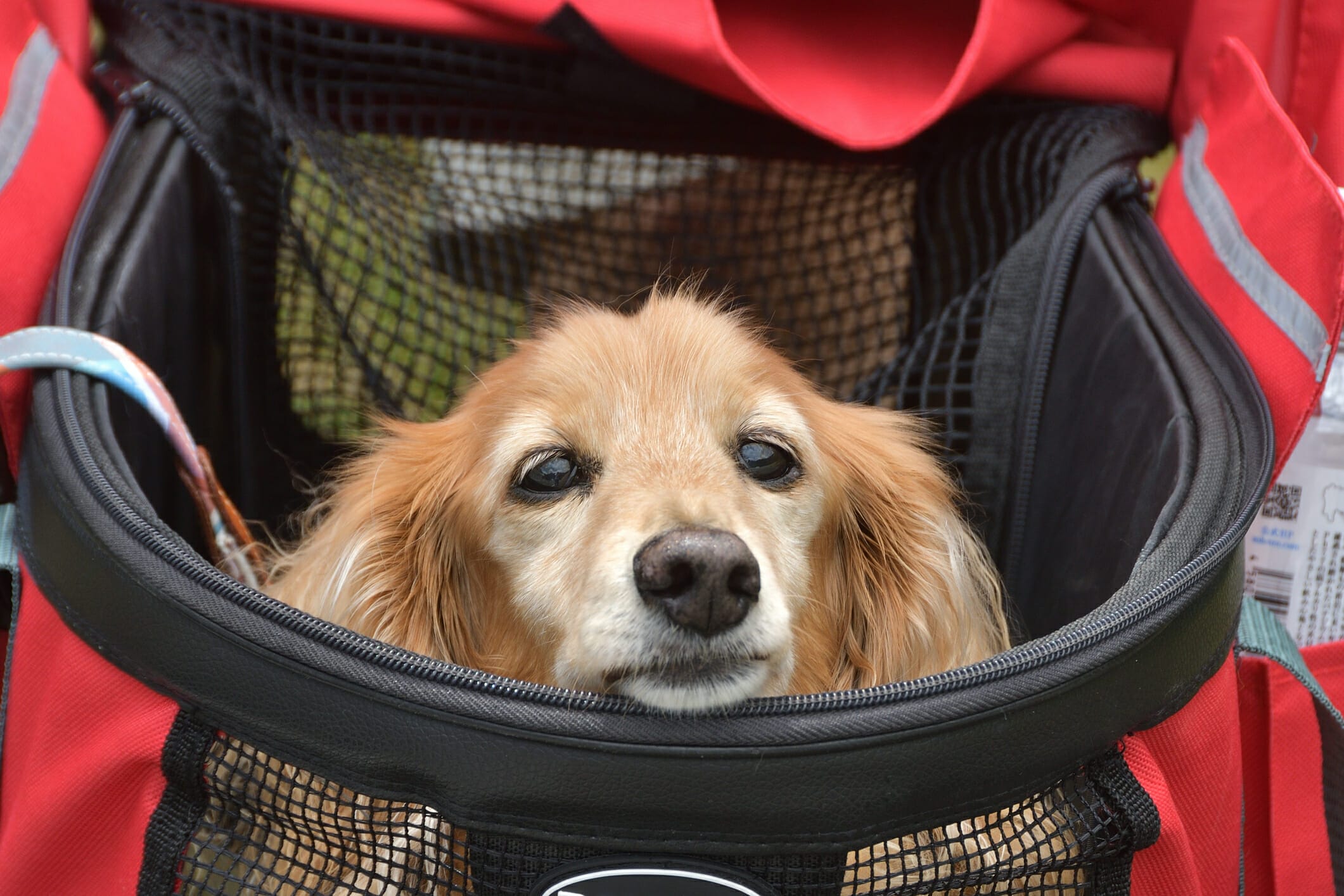 5 Best Wagons For Dogs Who Can't Walk (2026)