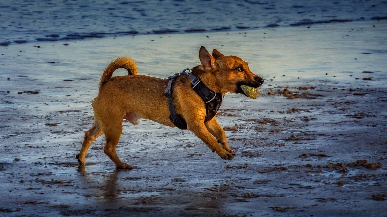 4 Best Waterproof Dog Harnesses That Don't Soak Up Water or Smell