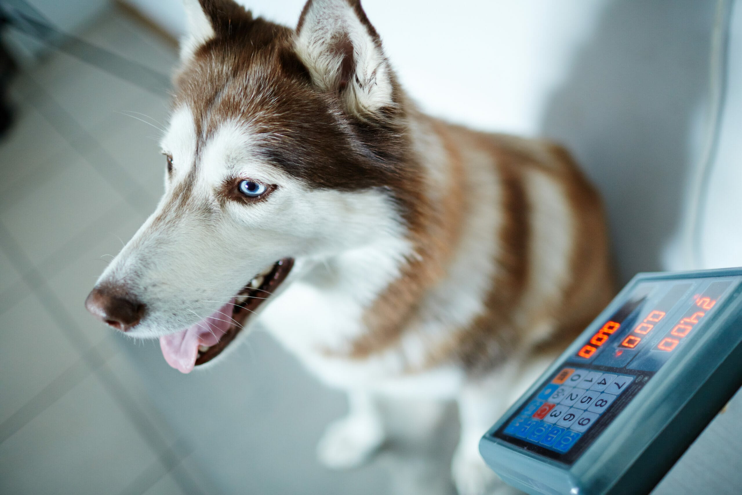 4 Best Weight Gain Powders for Dogs in 2026