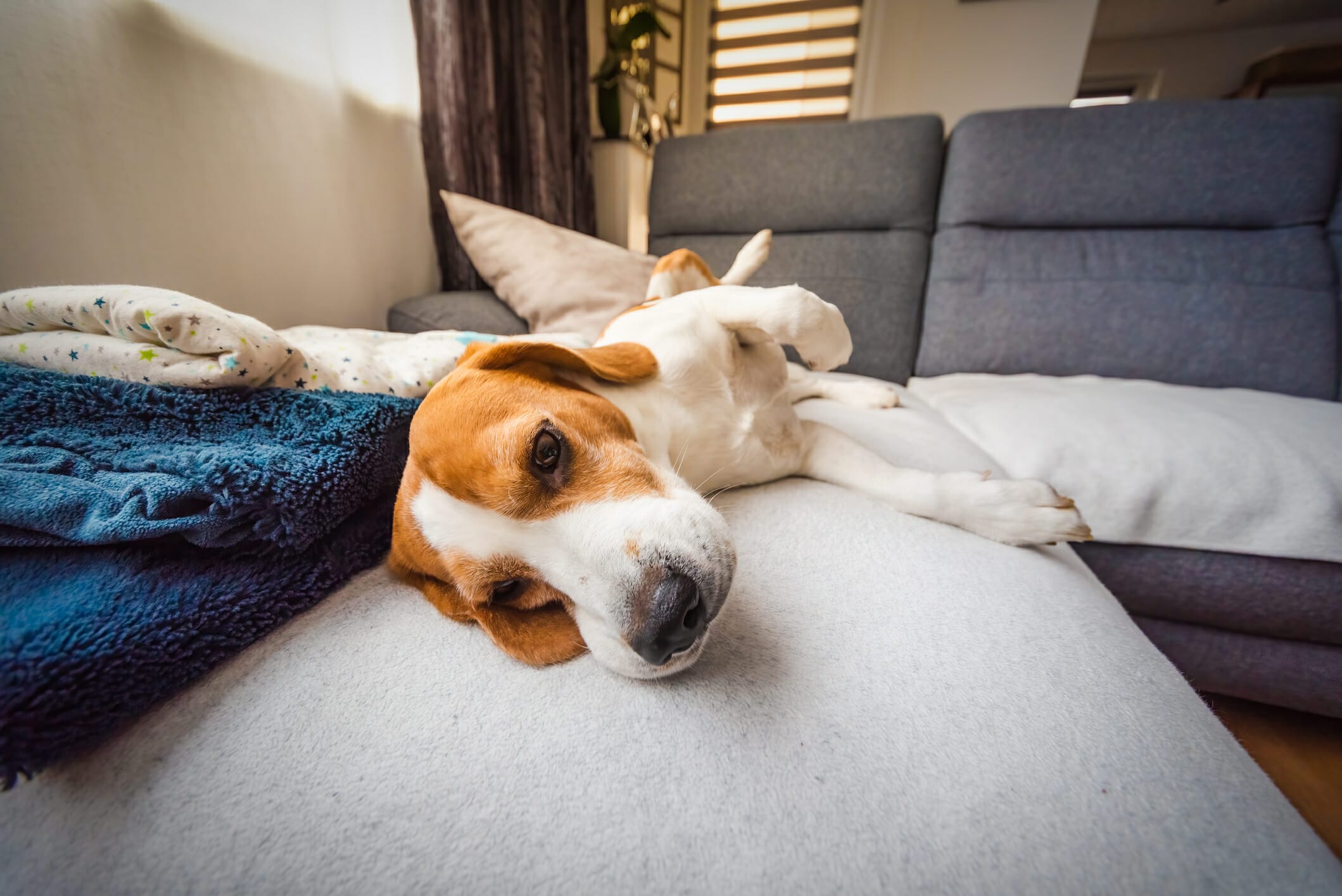 Why Is My Dog Expressing Glands When Sleeping? (Answered By Vet)