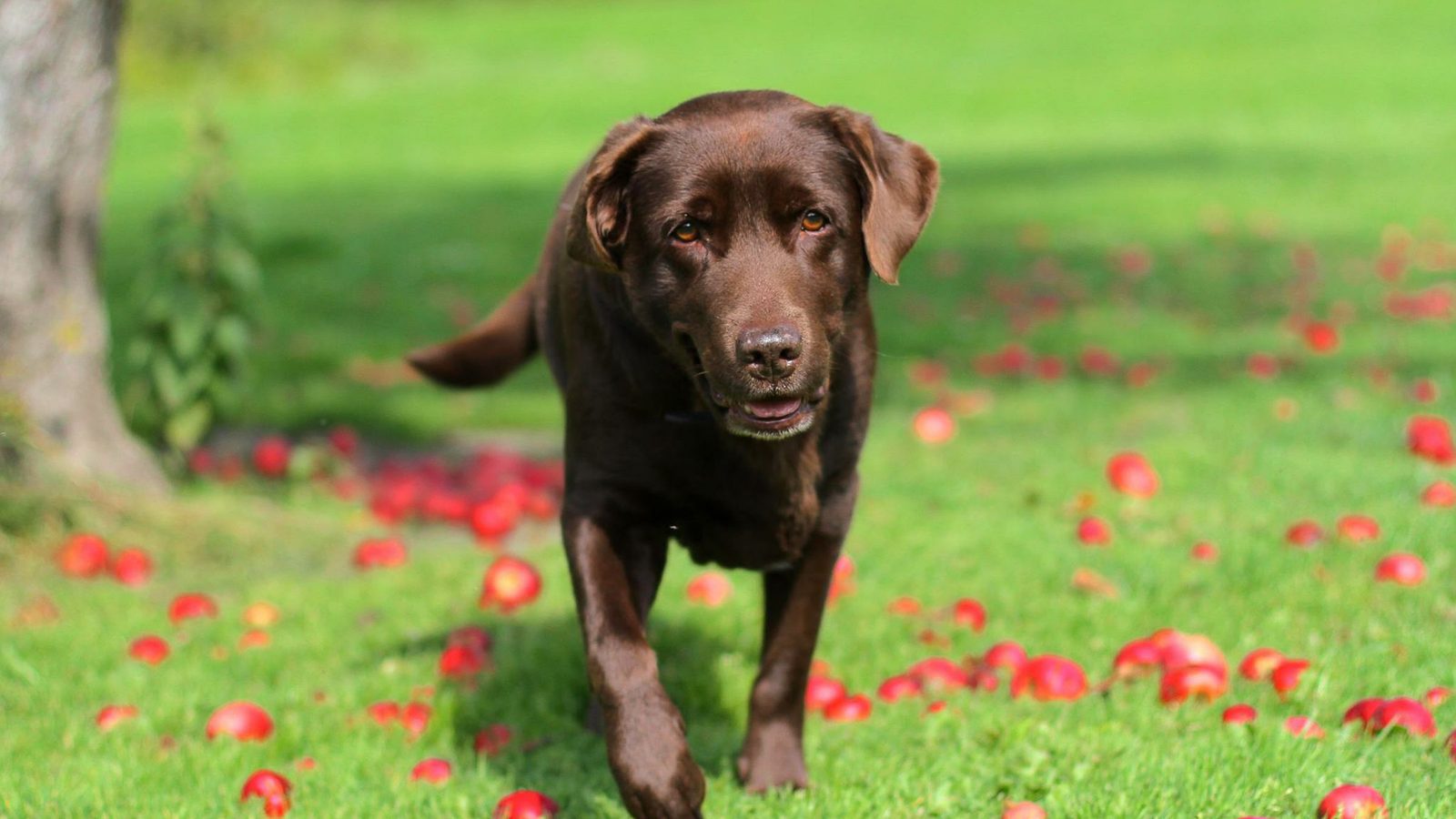 Can Dogs Eat Apples? Seeds, Skin, Cores and How Much