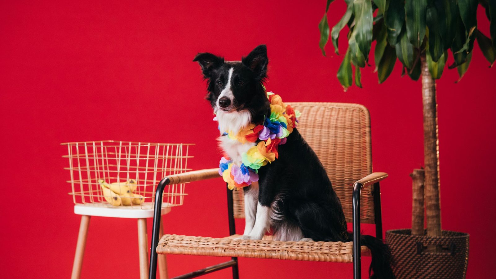 Can Dogs Eat Bananas? Benefits, Risks and How Much