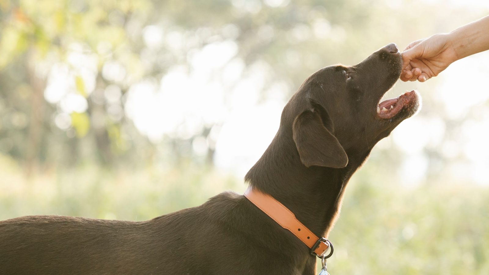 Can Dogs Eat Blueberries? Benefits, Risks and How Many