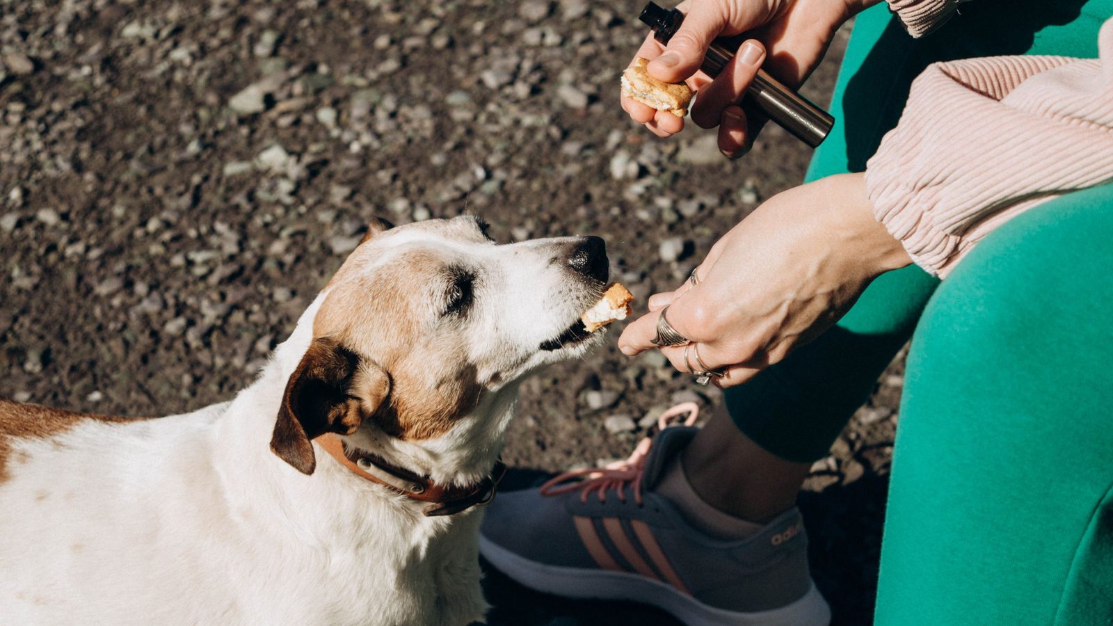 Can Dogs Eat Cheese? Safe Types, Risks and How Much