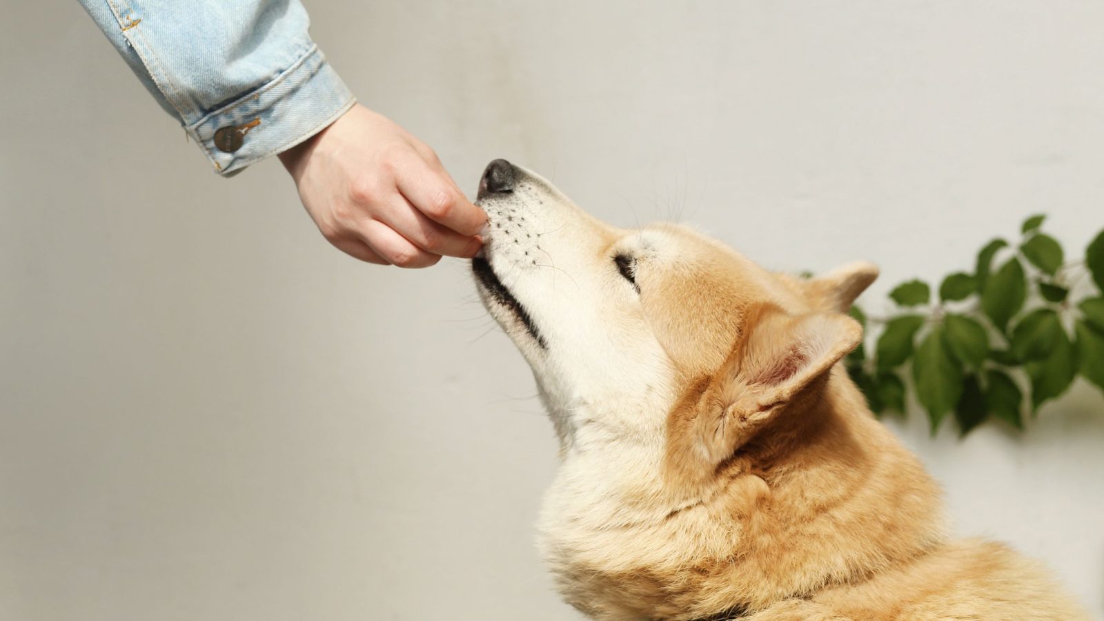 Can Dogs Eat Cucumbers? Benefits, Risks and How Much