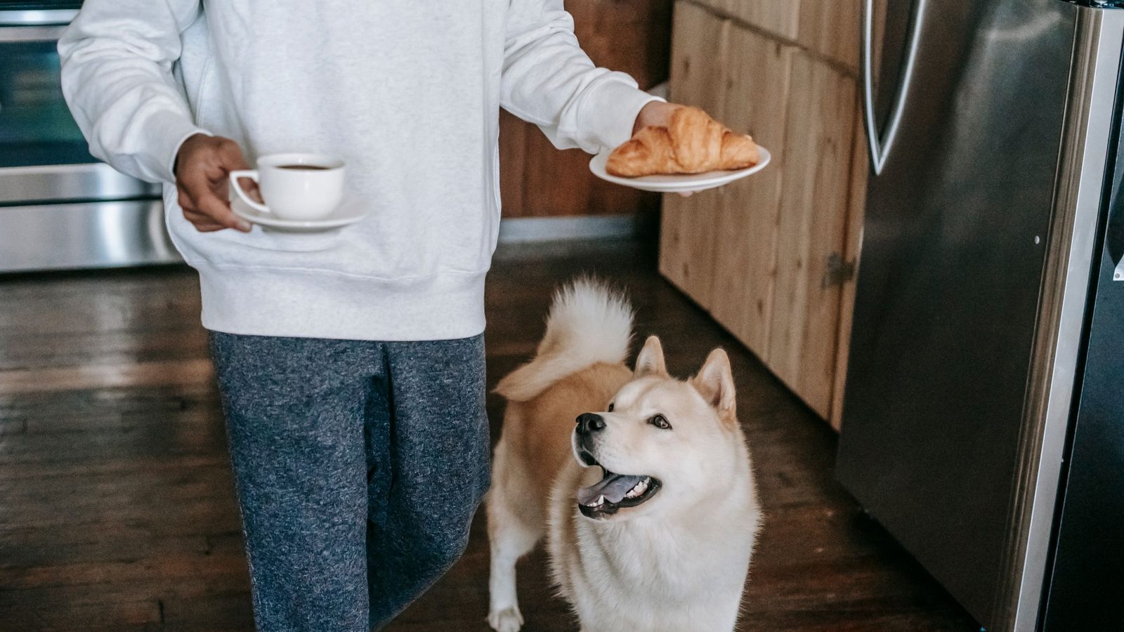 Can Dogs Eat Eggs? Cooked vs Raw, Shells and How Many