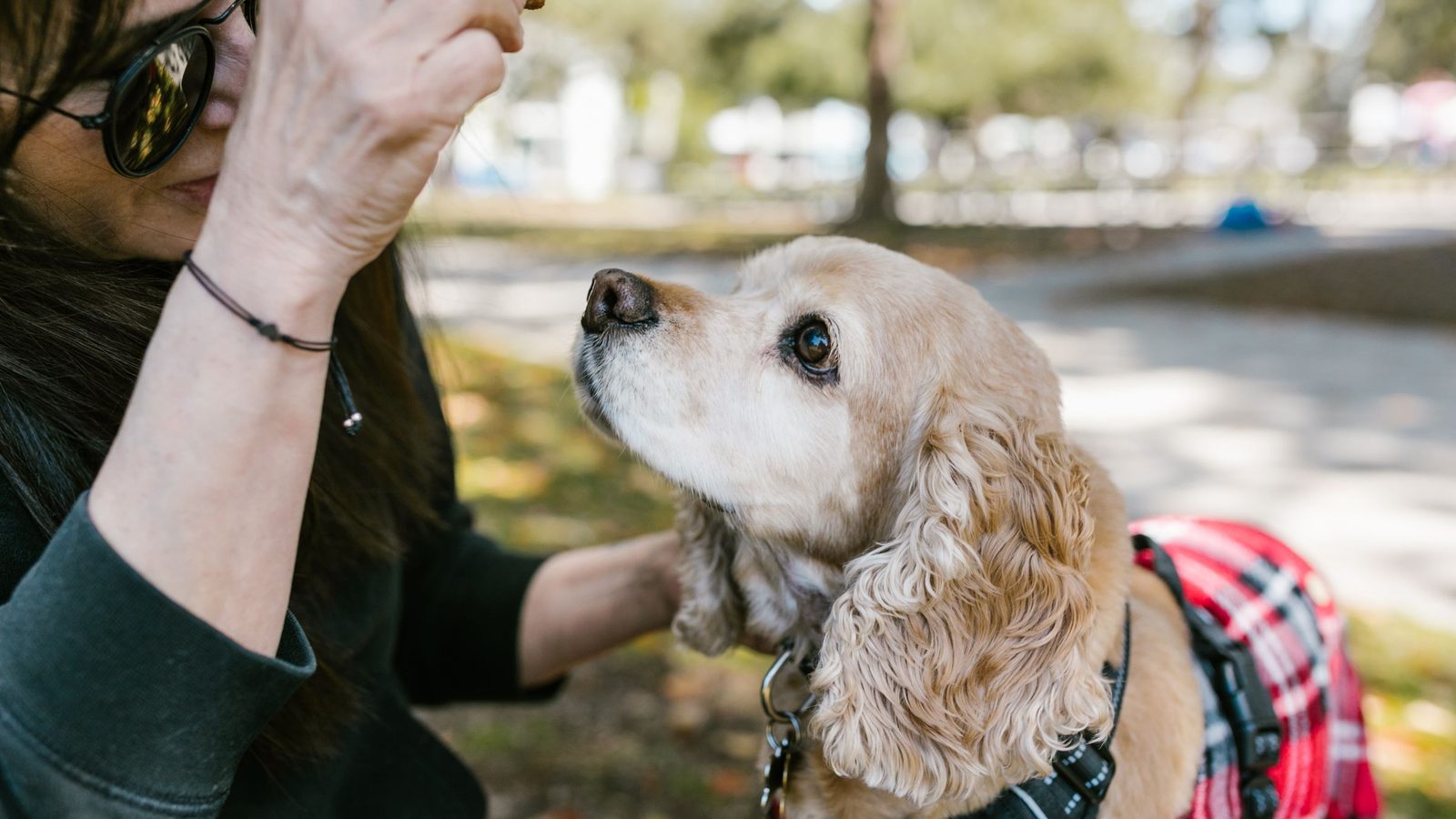 Can Dogs Eat Mango? Benefits, Risks and How Much