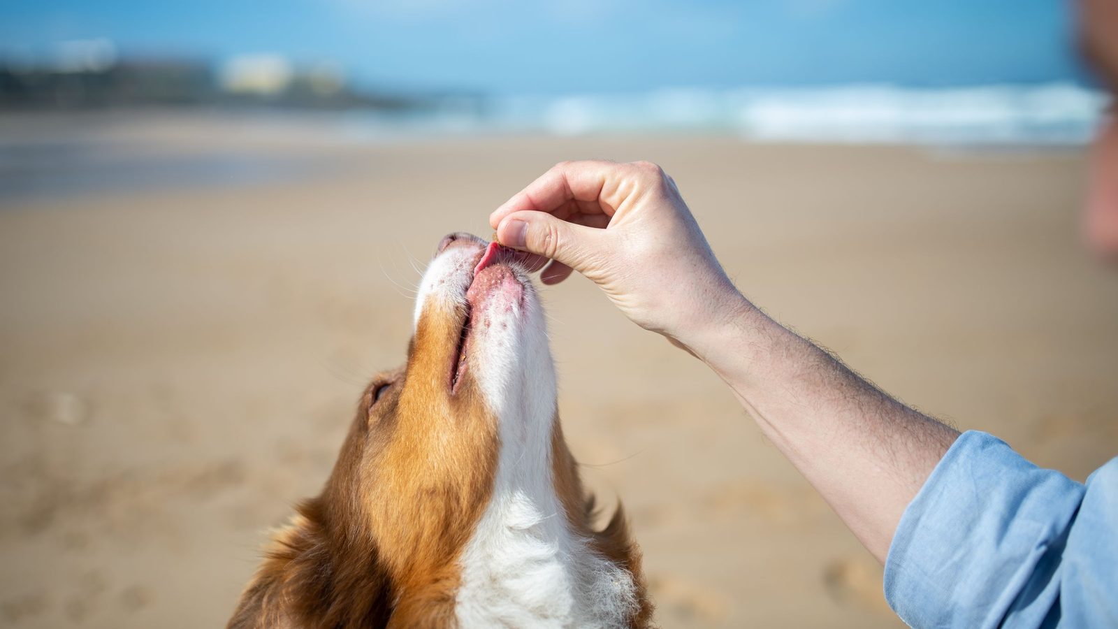 Can Dogs Eat Pineapple? Benefits, Risks and How Much