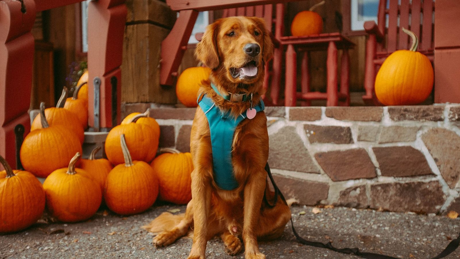 Can Dogs Eat Sweet Potatoes? Benefits, Risks and How Much