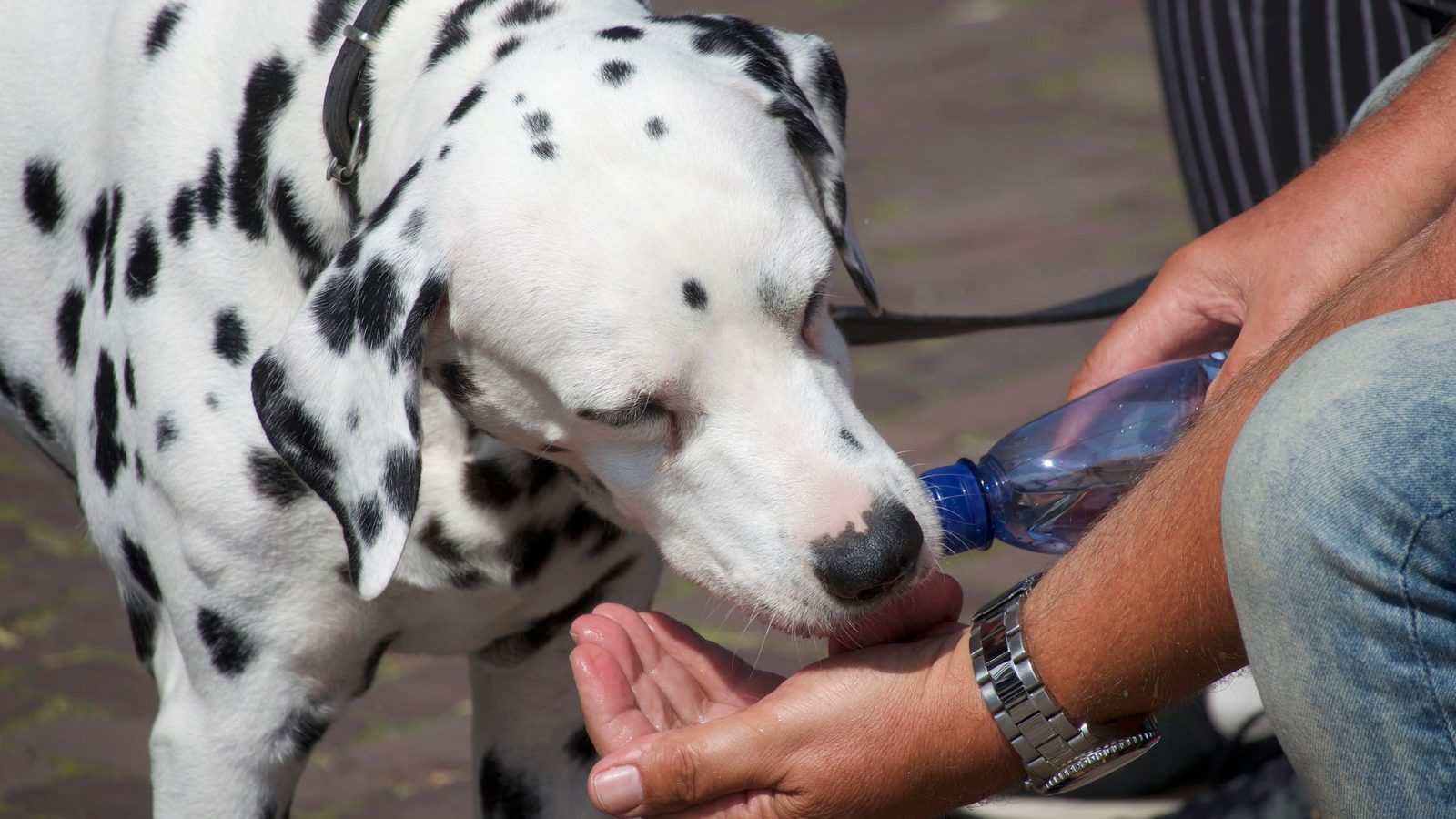 Can Dogs Eat Watermelon? Seeds, Rind and How Much