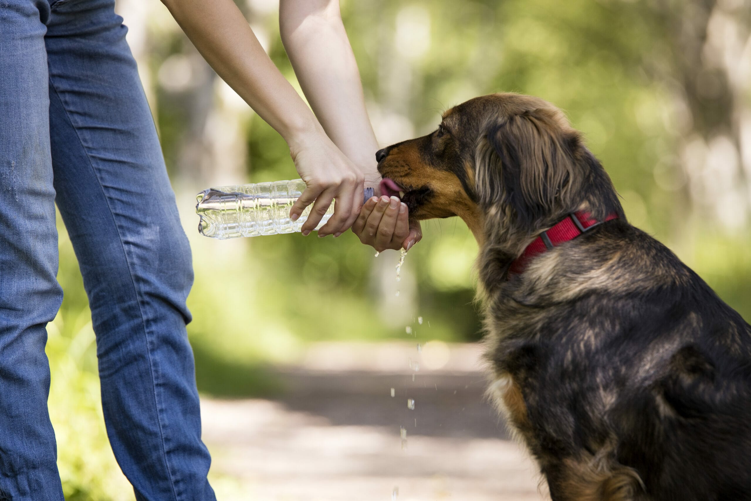Can you get sick from sharing water with a dog?