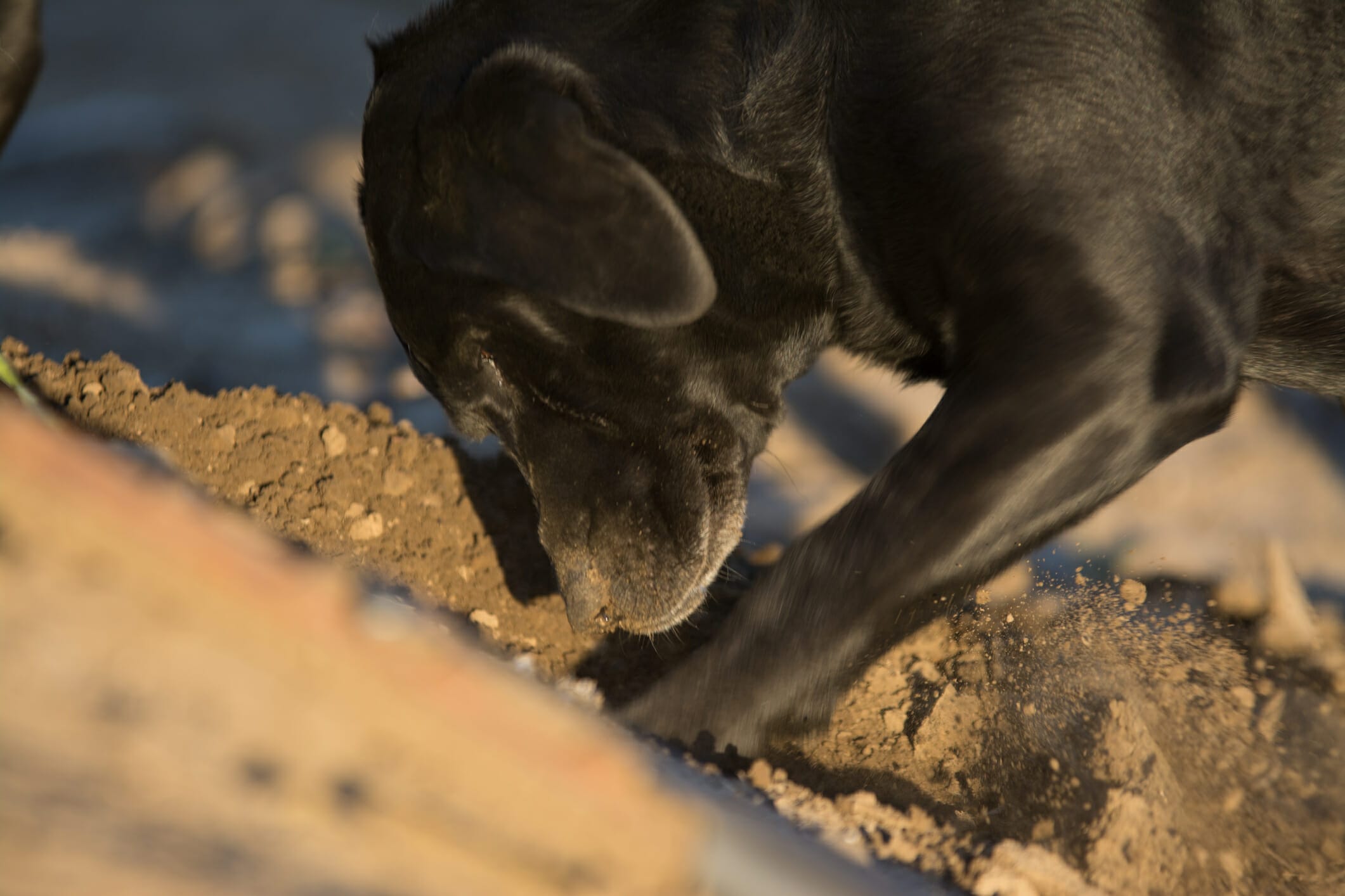 Cheap Way To Cover Dirt In Backyard With Dogs (Pros And Cons)