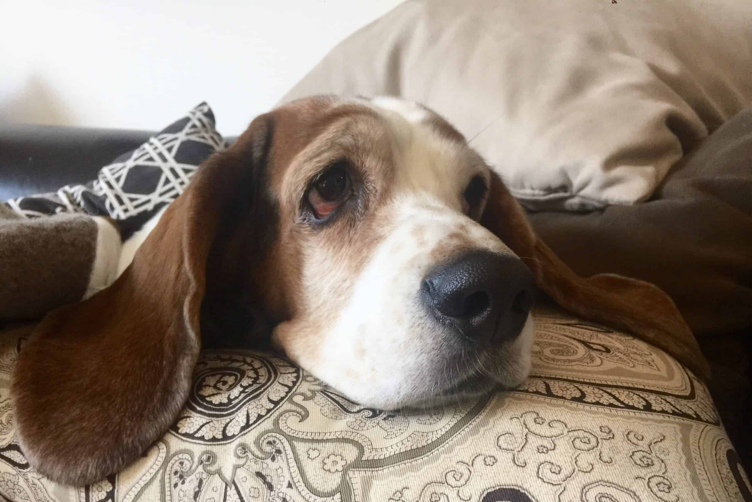 Do Basset Hounds Shed A Lot? (Complete Guide To Shedding)