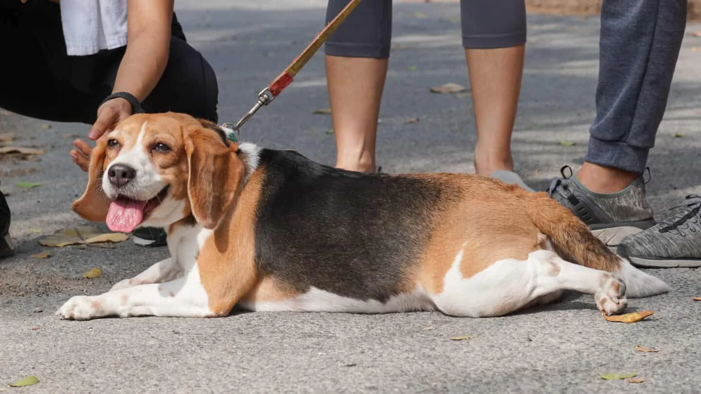20 Dog Breeds With White-Tipped Tails (Updated 2026)