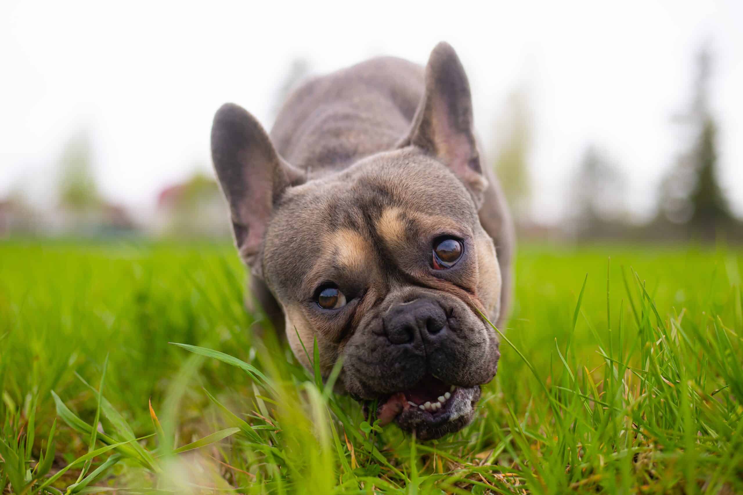 Dog Frantically Eating Grass And Coughing (Explained)
