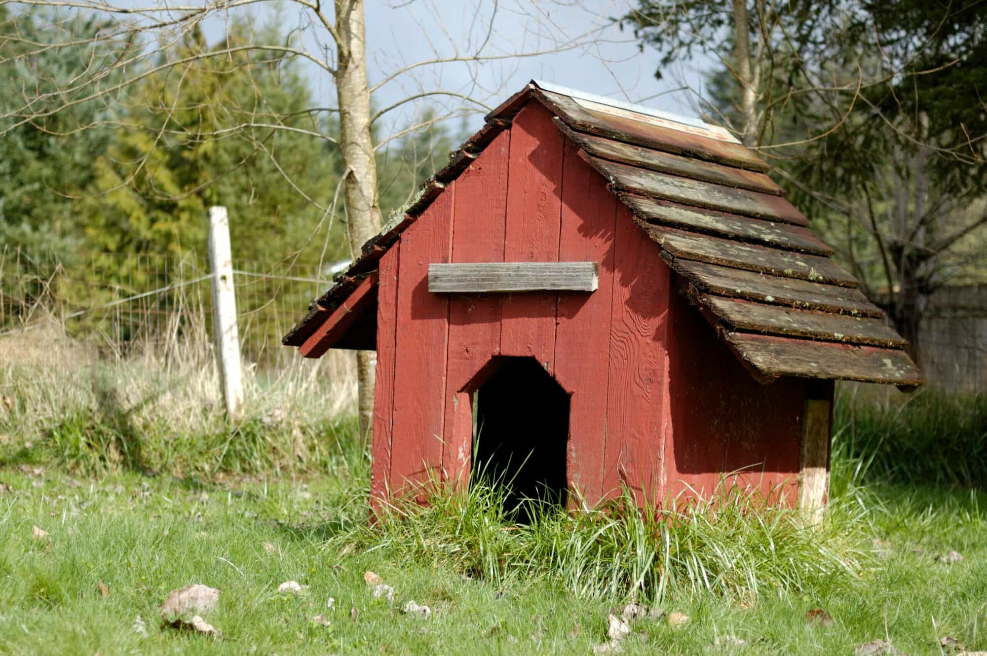 Dog House Door Flap: 5 Best Options In 2025