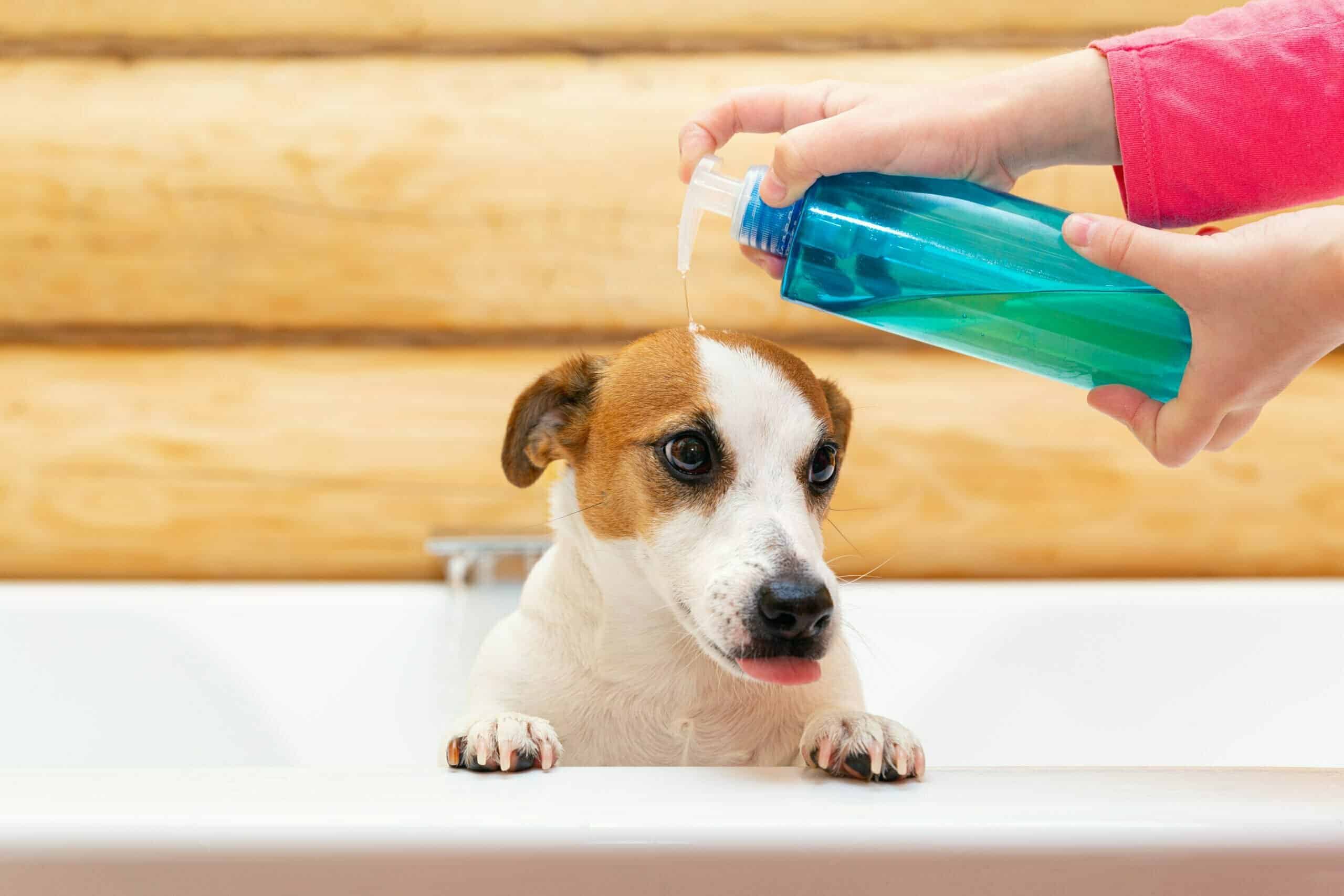 Dog shampoo dilution system – How does it work?